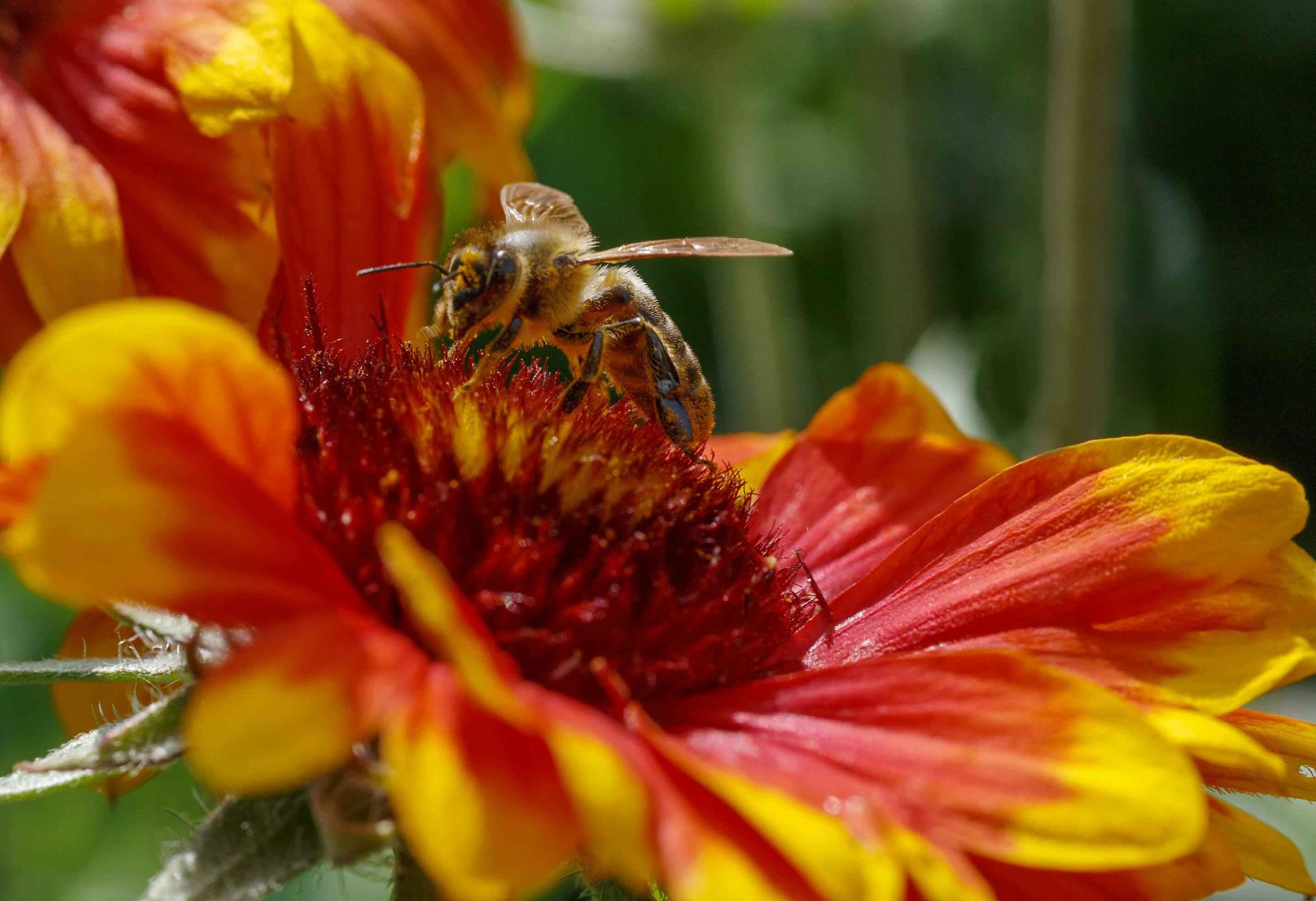 close up of bee on flower Stock Free