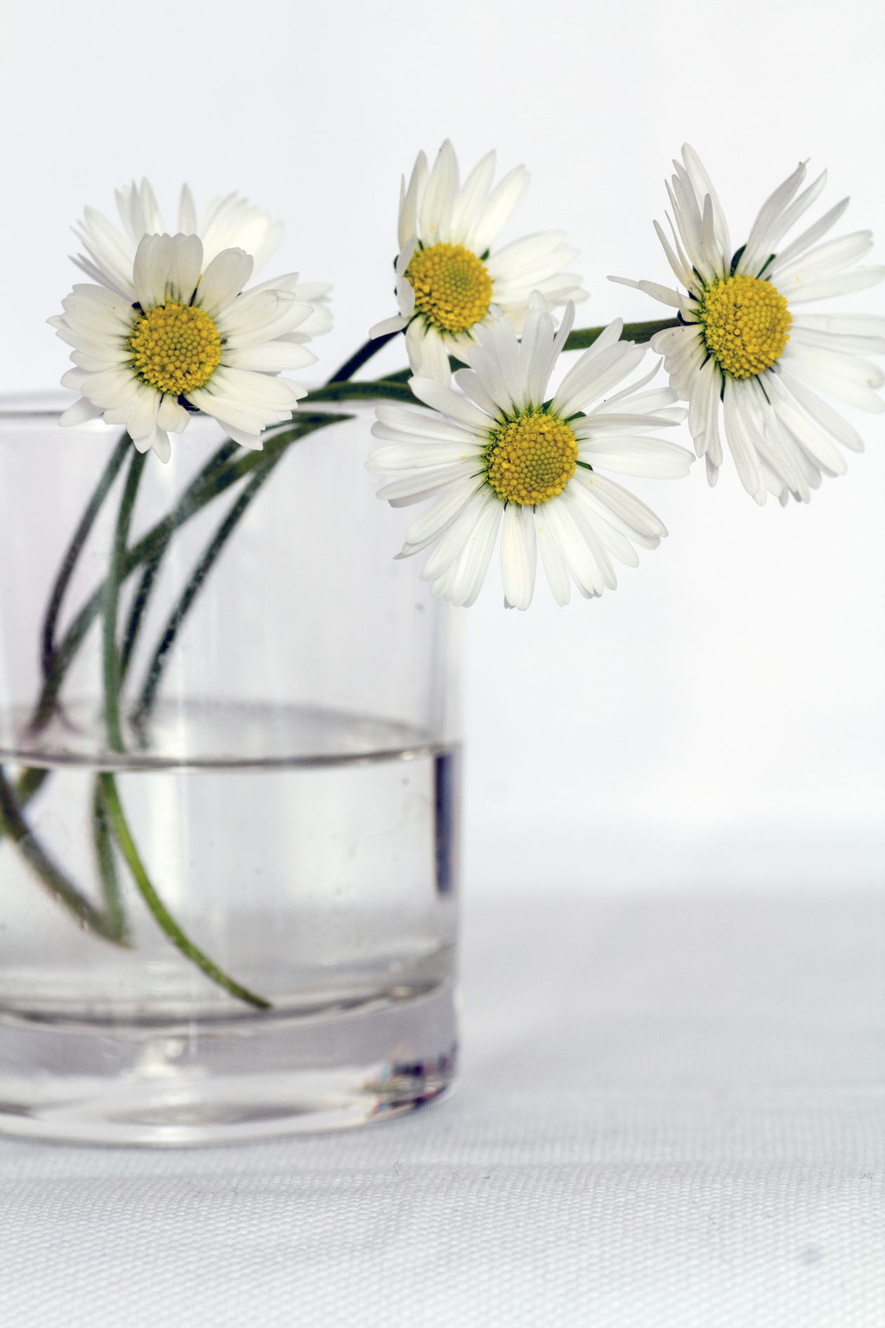 Daisies Stock Free