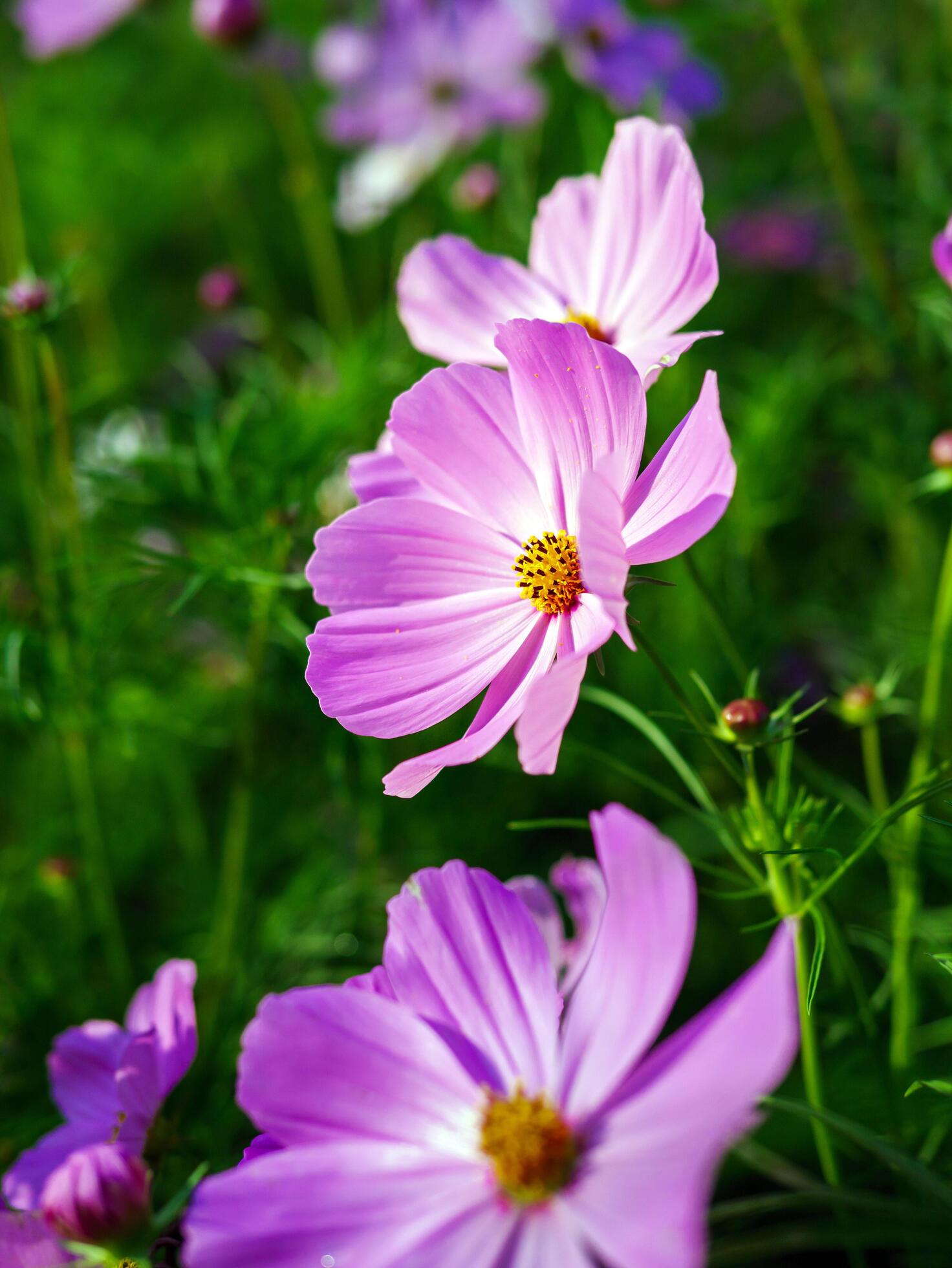 Close-up of beautiful cosmos flowers at cosmos field in moring sunlight. amazing of close-up of cosmos flower. nature flower background. Stock Free