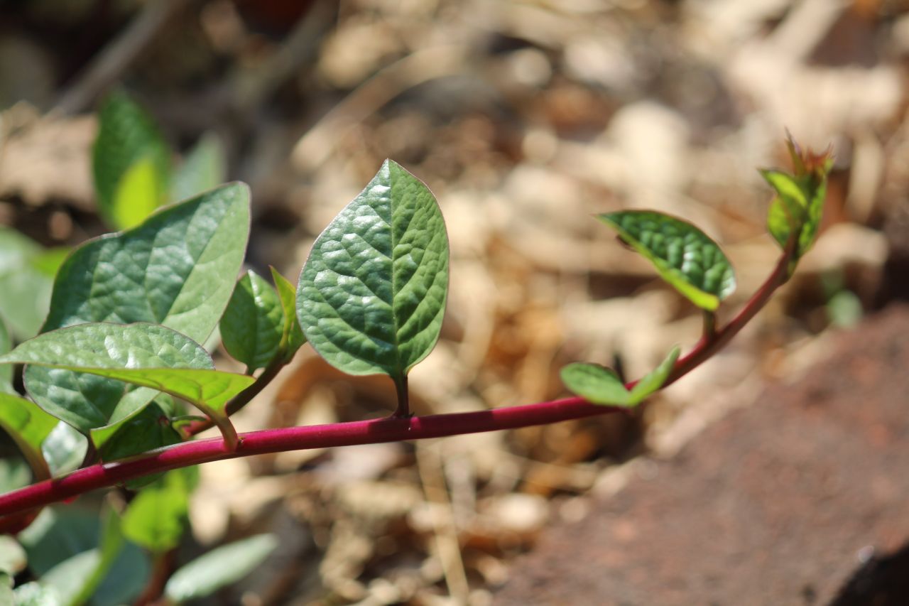 Leaf Branch Stock Free