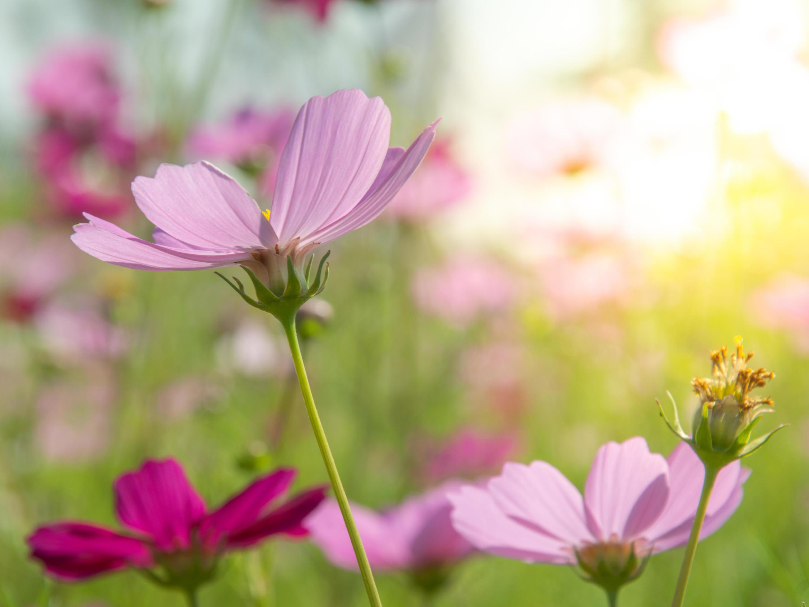 Sweet pink cosmos flowers Blooming outdoors, afternoon, sunny, in the botanical garden. copy space Stock Free