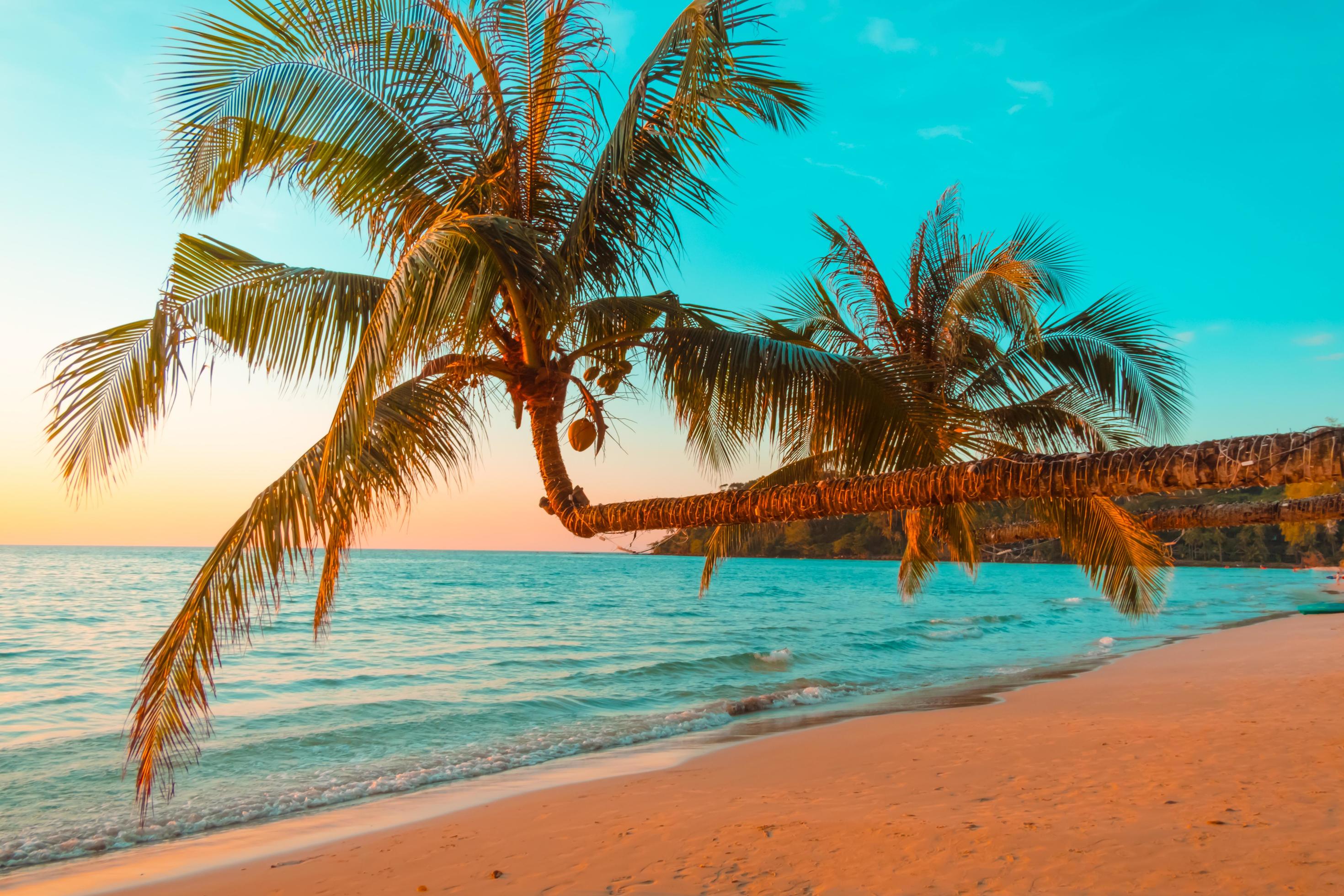 Beautiful sunset tropical beach with palm tree and blue sky for travel in holiday relax time, photo style vintage Stock Free