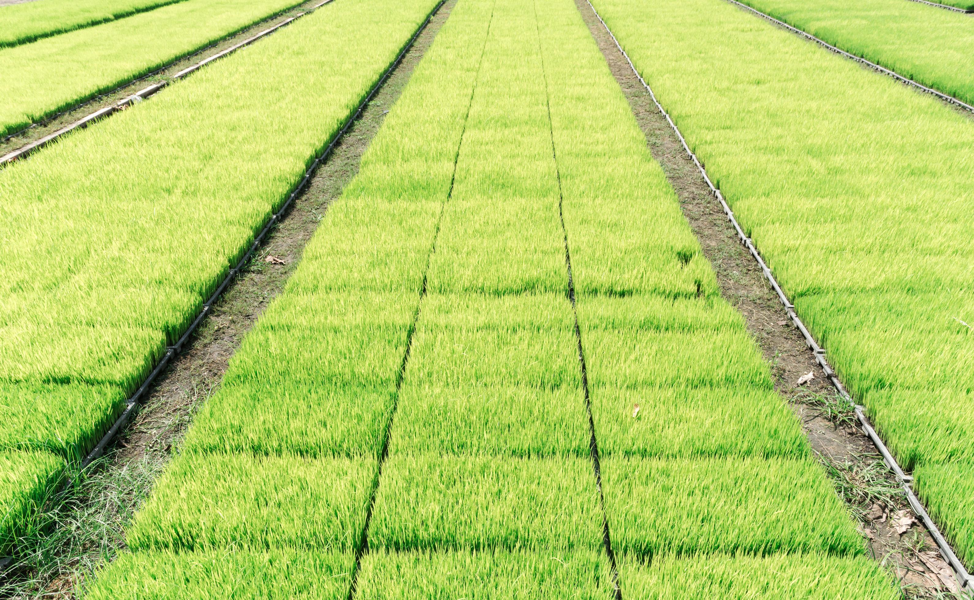 green rice sprouts on plastic tray in roll pattern Stock Free