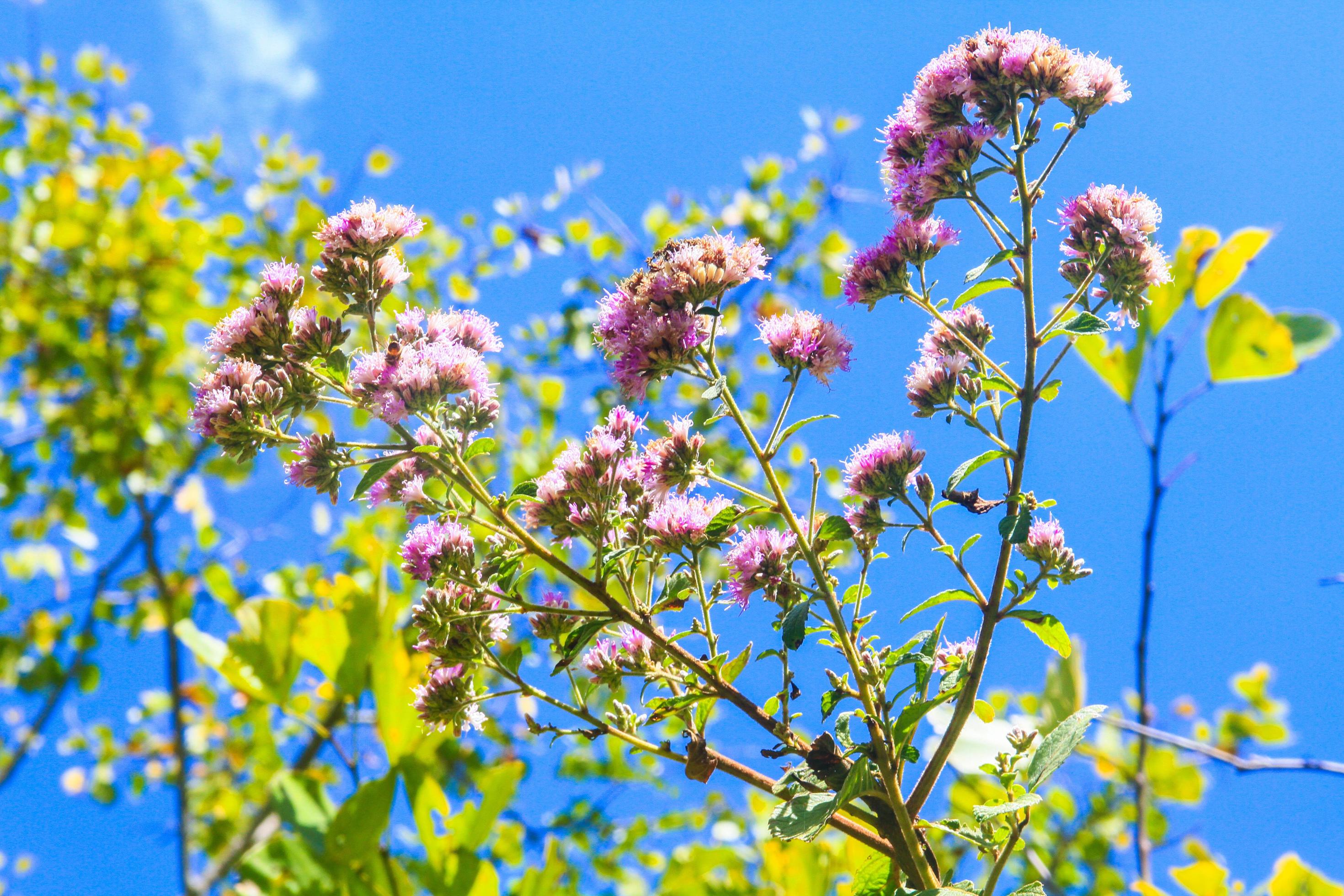 Beautiful wild wink flowers in forest with sunlight and blue sky on the mountain. Stock Free