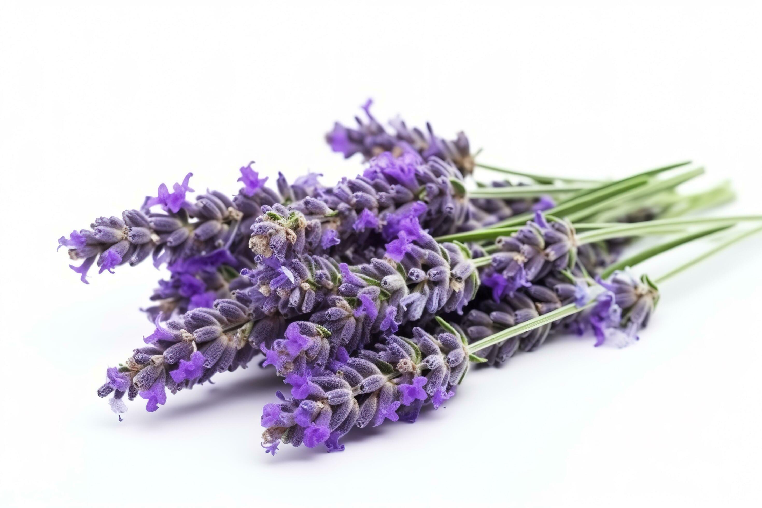 Beautiful lavender flowers on white background, generate ai Stock Free