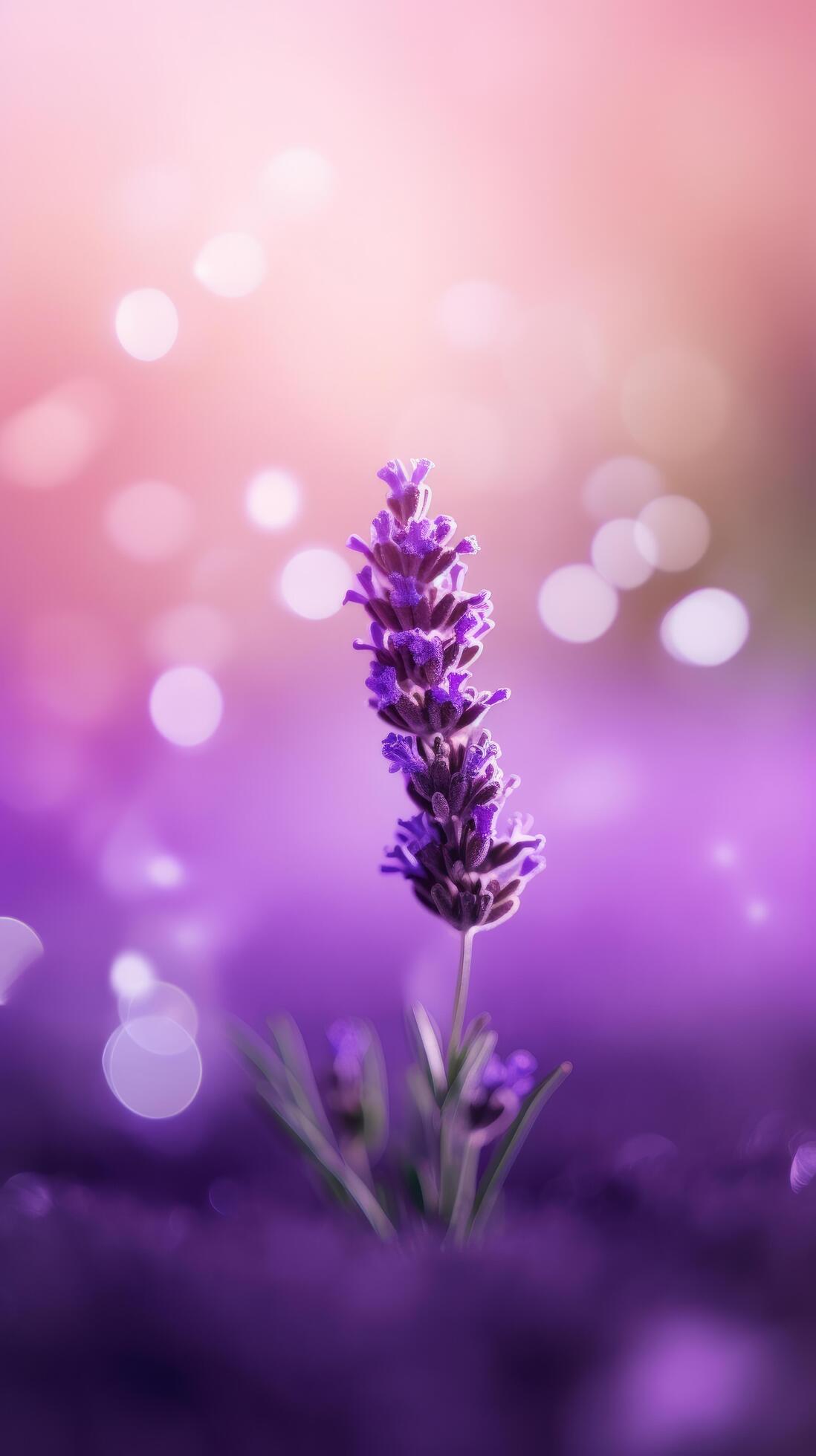 Lavender flower background. Illustration Stock Free