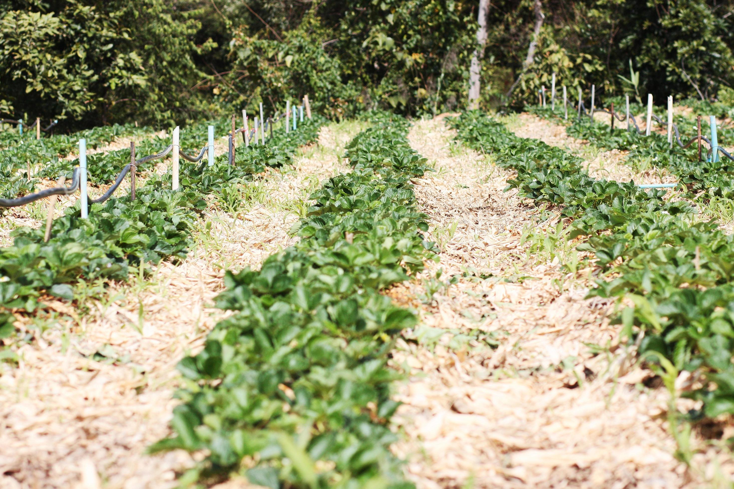 Strawberry Mountain Farm on slope and step with sunrise on hill in Thailand Stock Free