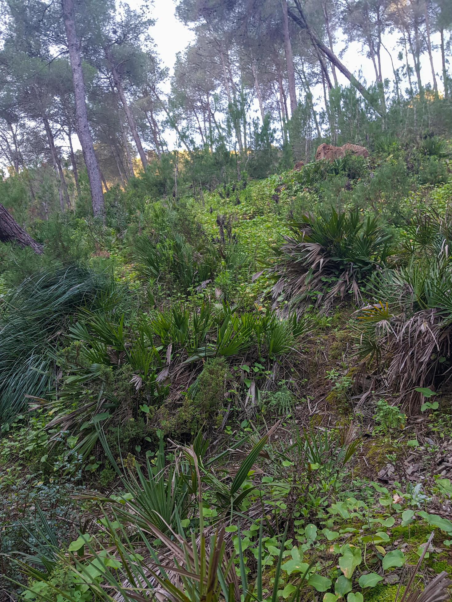 Wild palms among pine trees in nature Stock Free