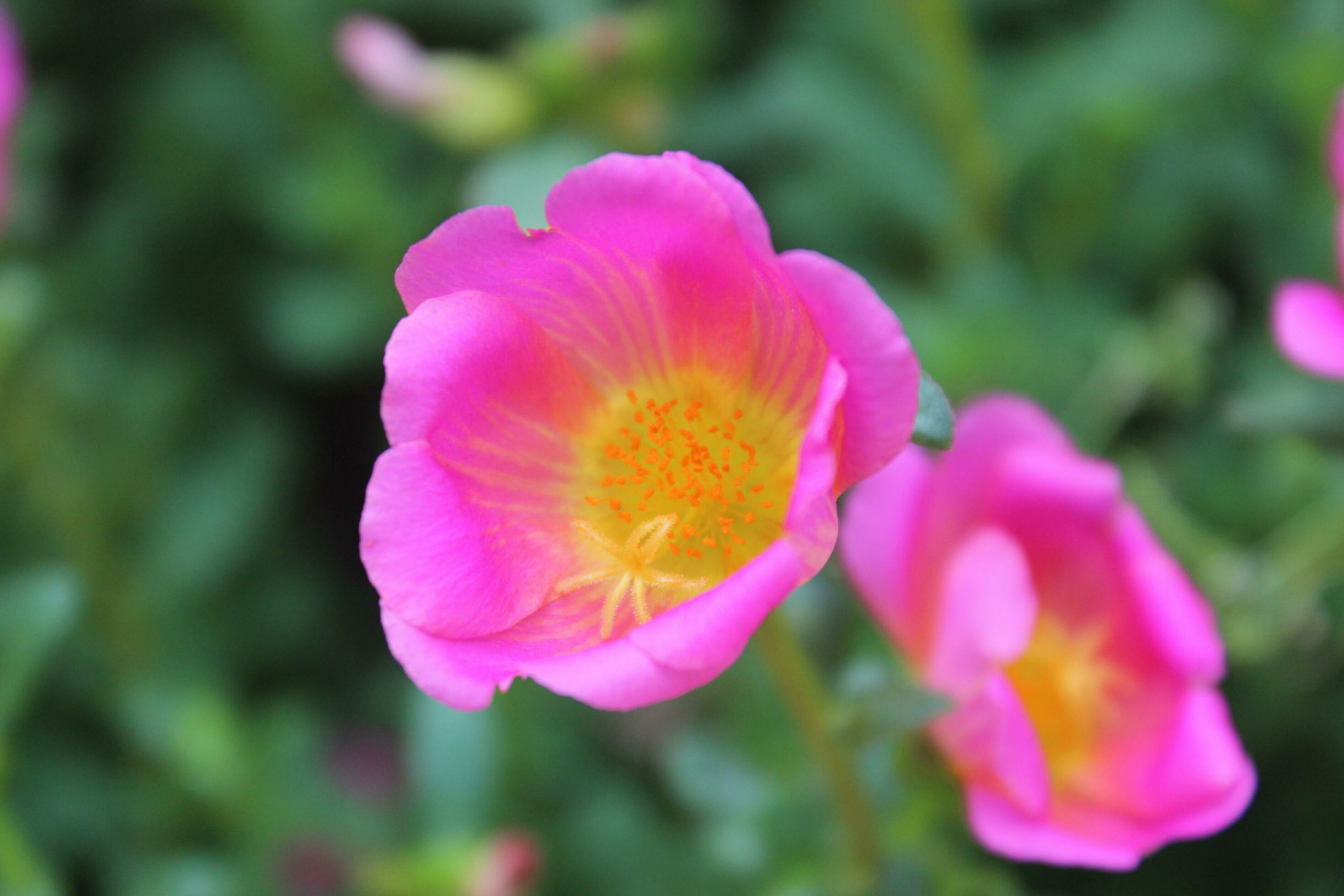 Portulaca oleracea common purslane, also known as verdolaga, red root, or pursley is an annual succulent in the family Portulacaceae. Stock Free