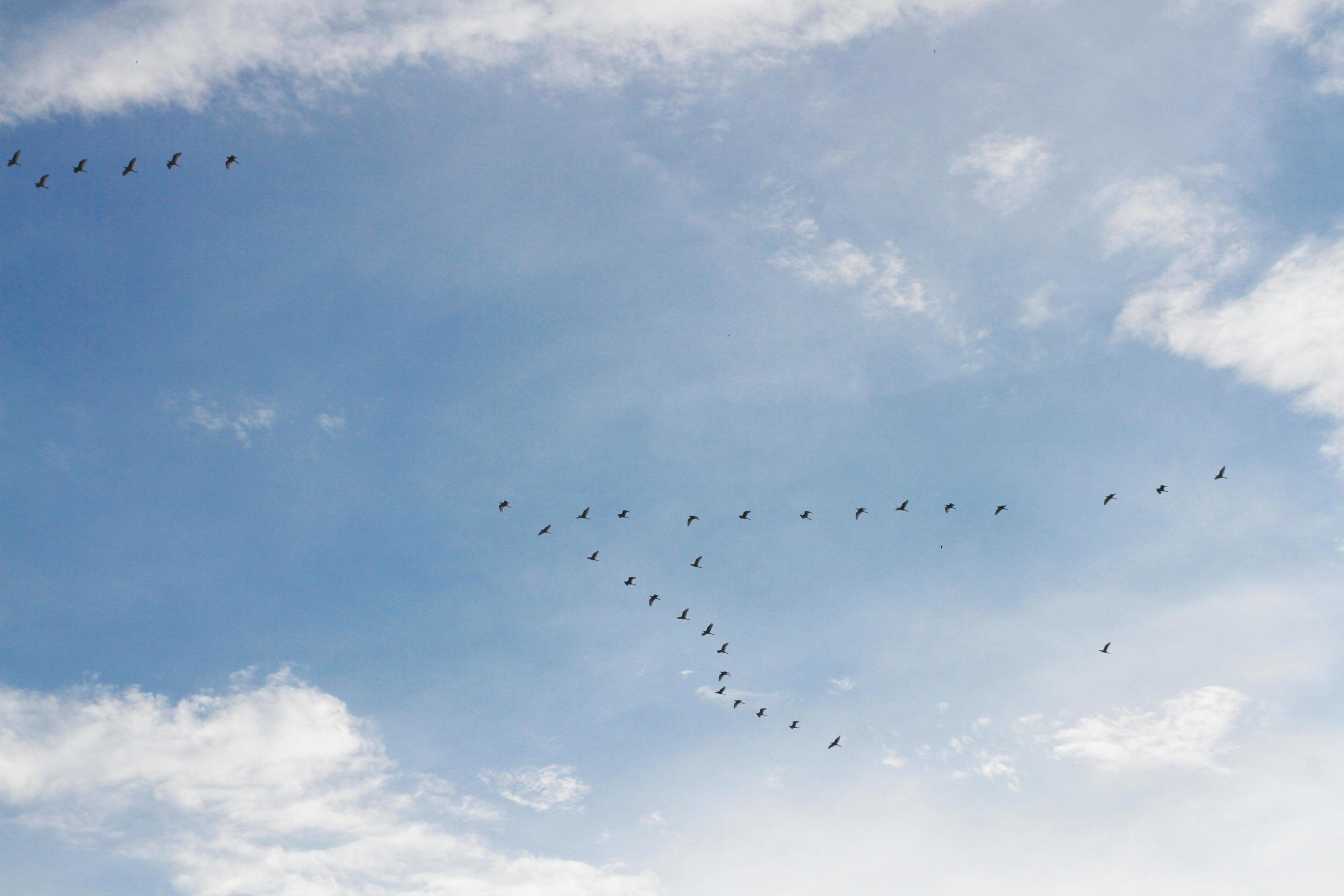 Flocks of bird flying on blue sky Stock Free