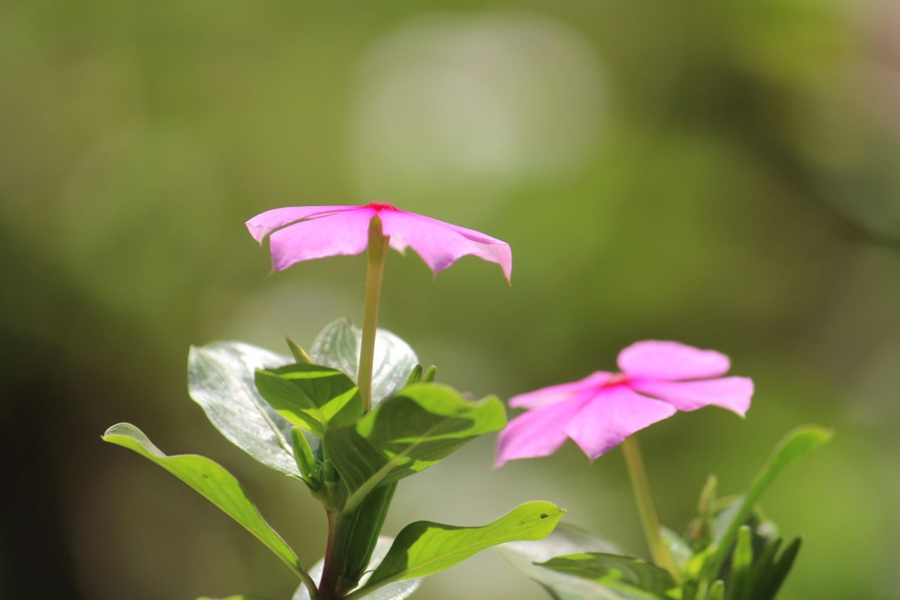 Two Pink Flowers Stock Free