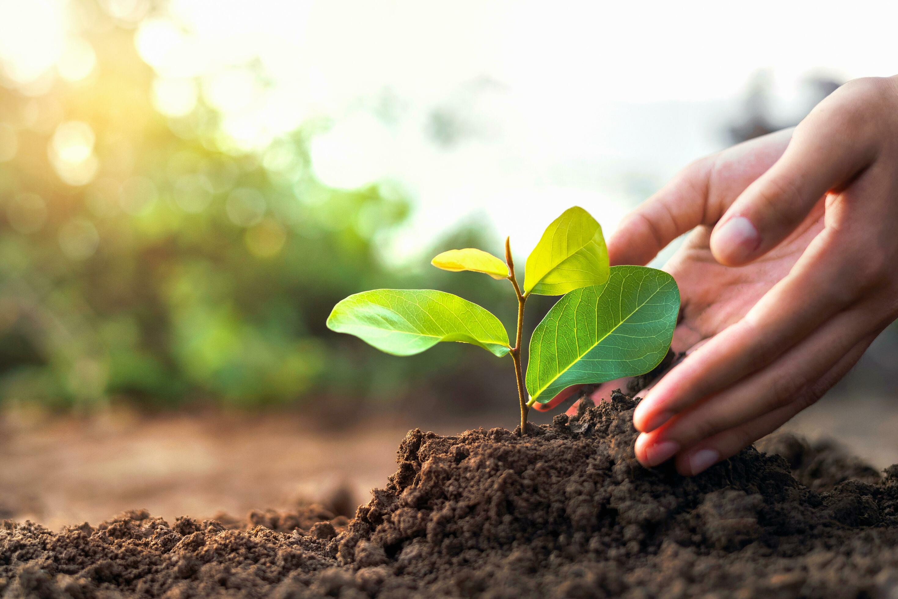 hand planting a small tree in the garden with sunset, green earth concept Stock Free