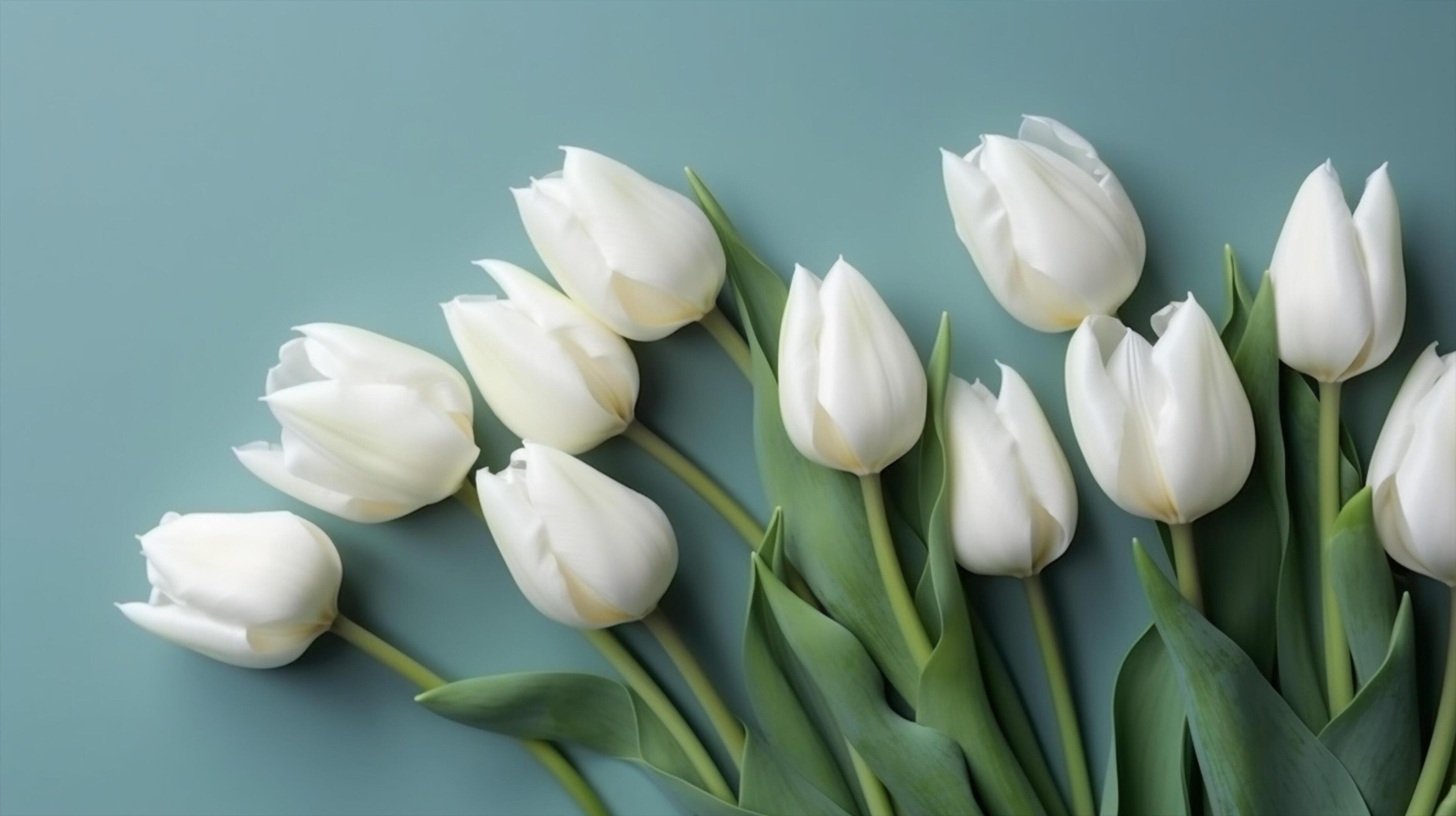 Spring background with white tulips flowers in blue light color, Stock Free