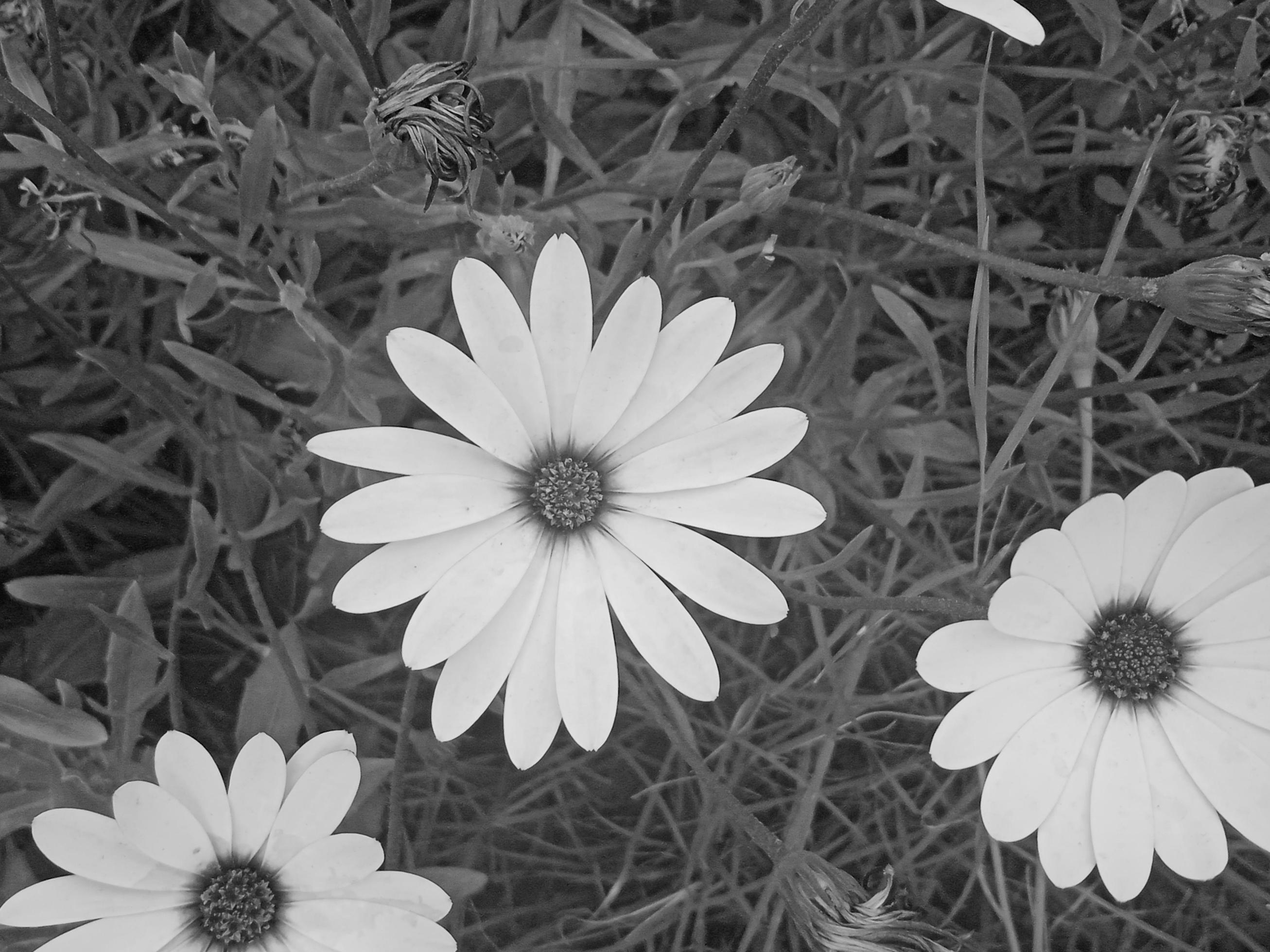 Daisy flower in black background Stock Free