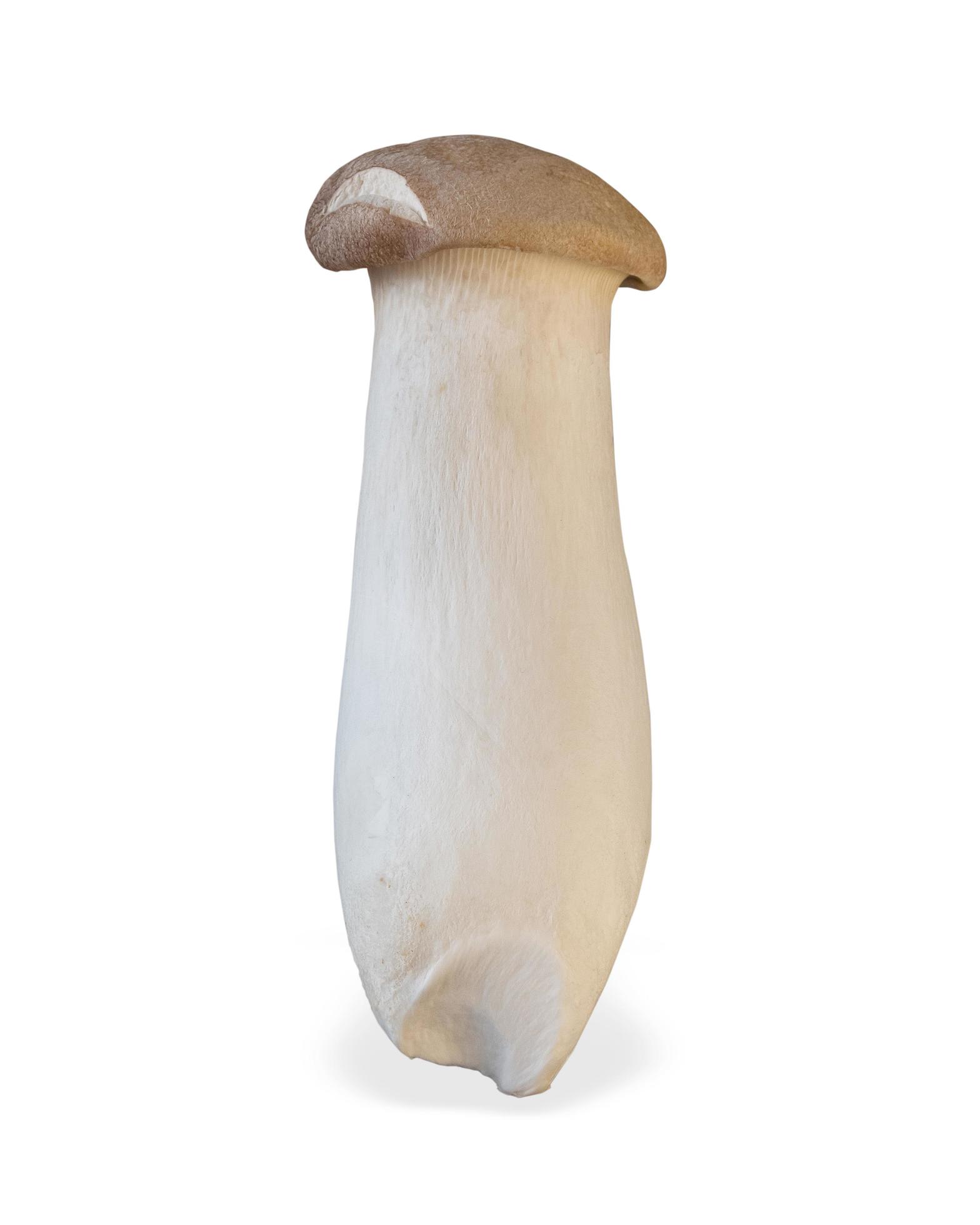 King trumpet mushroom isolated on white background. Healthy plant based food diet lifestyle. Stock Free