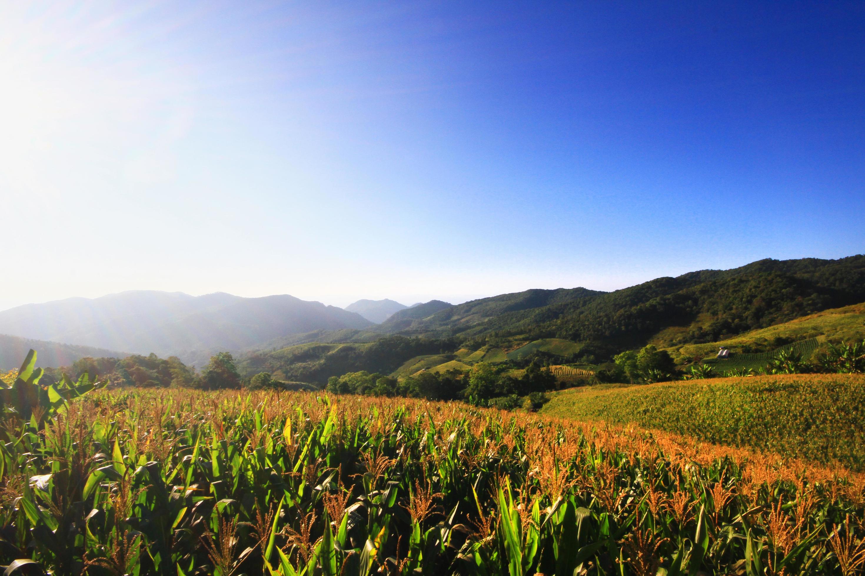 Landscape Corn farm and Mexican sunflower field with blue sky on the mountain, Thailand Stock Free