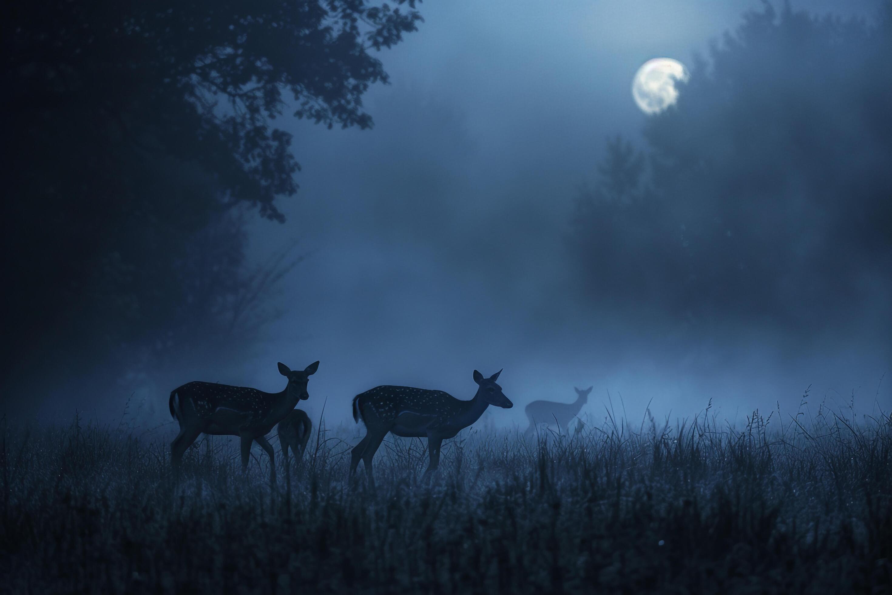 Moonlight Casting Silver Glow on Family of Deer Grazing in Meadow Background in Nature Stock Free