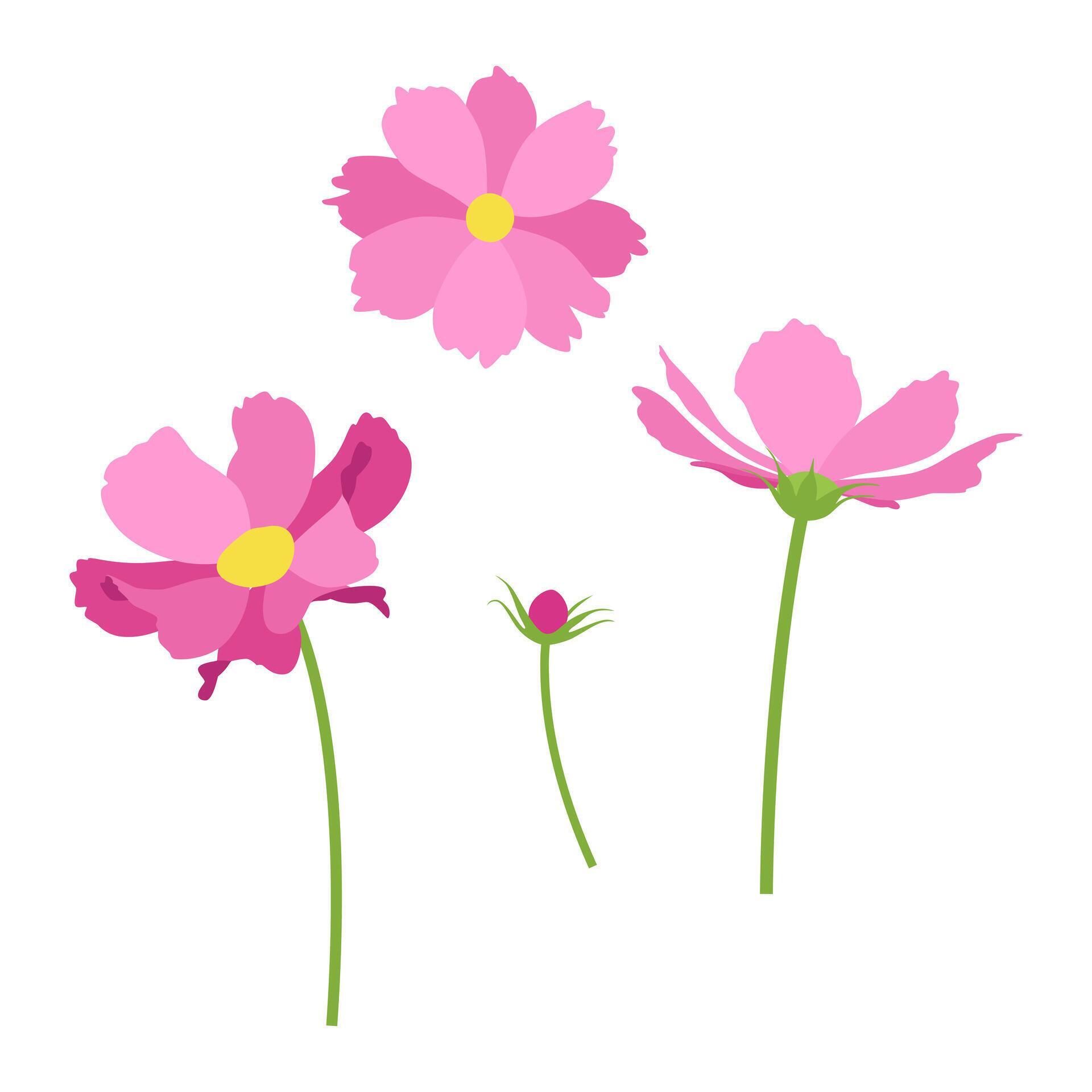 Set of pink cosmea flowers on a white background. . Stock Free