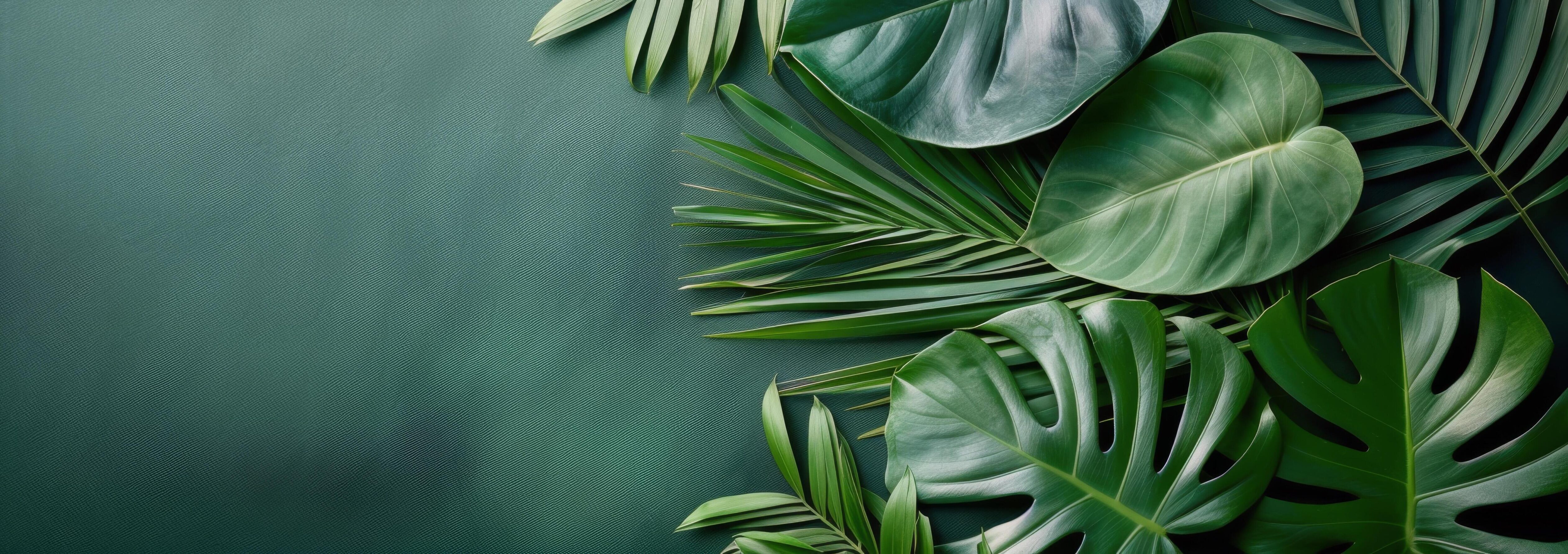 Tropical Leaf Arrangement on Teal Background Stock Free