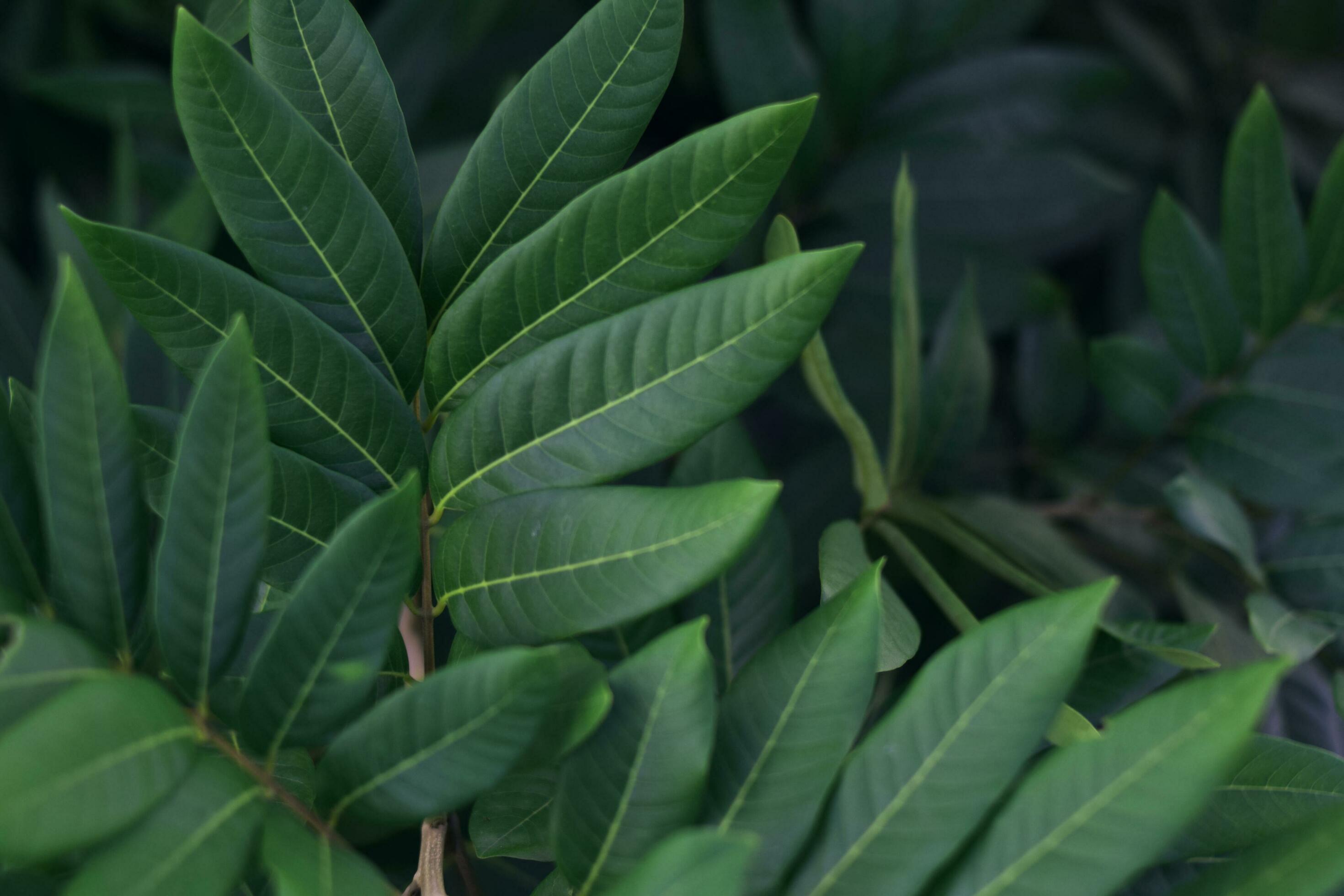 Green tropical leaves, abstract green leaves texture, nature background Stock Free