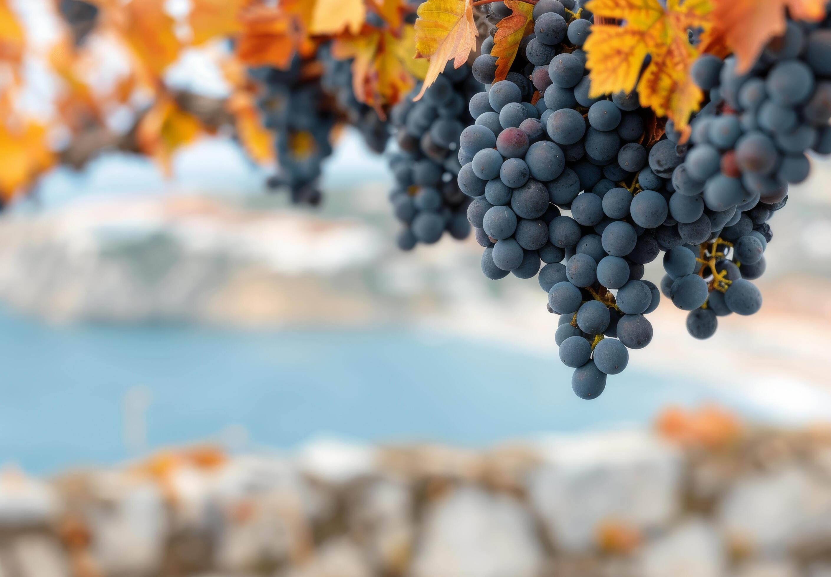 Blue Grapes Hanging From a Vine Against a Coastal Background in Autumn Stock Free