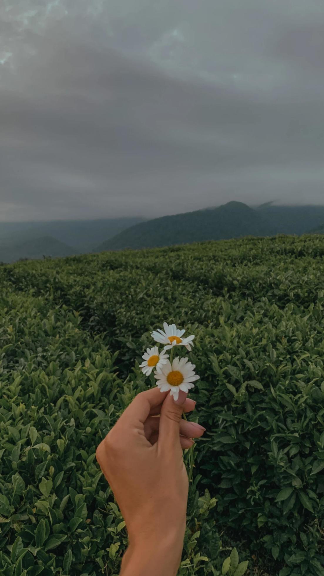 flower in hand Stock Free