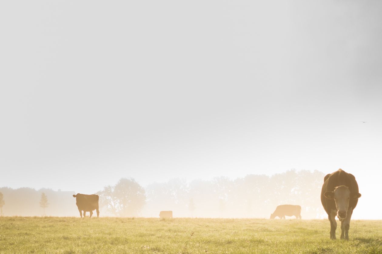 Cows in the mist Stock Free