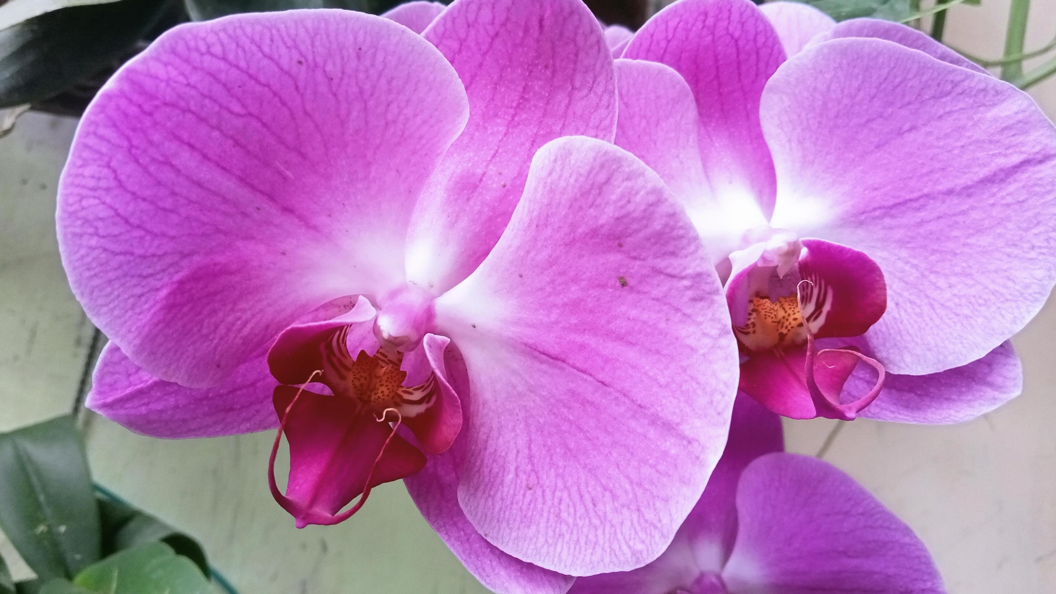 Moon Orchid or Phalaenopsis Amabilis. Orchids, Orchidaceae, are the largest family of monocot plants. Indonesian Anggrek bulan on selective focus Stock Free