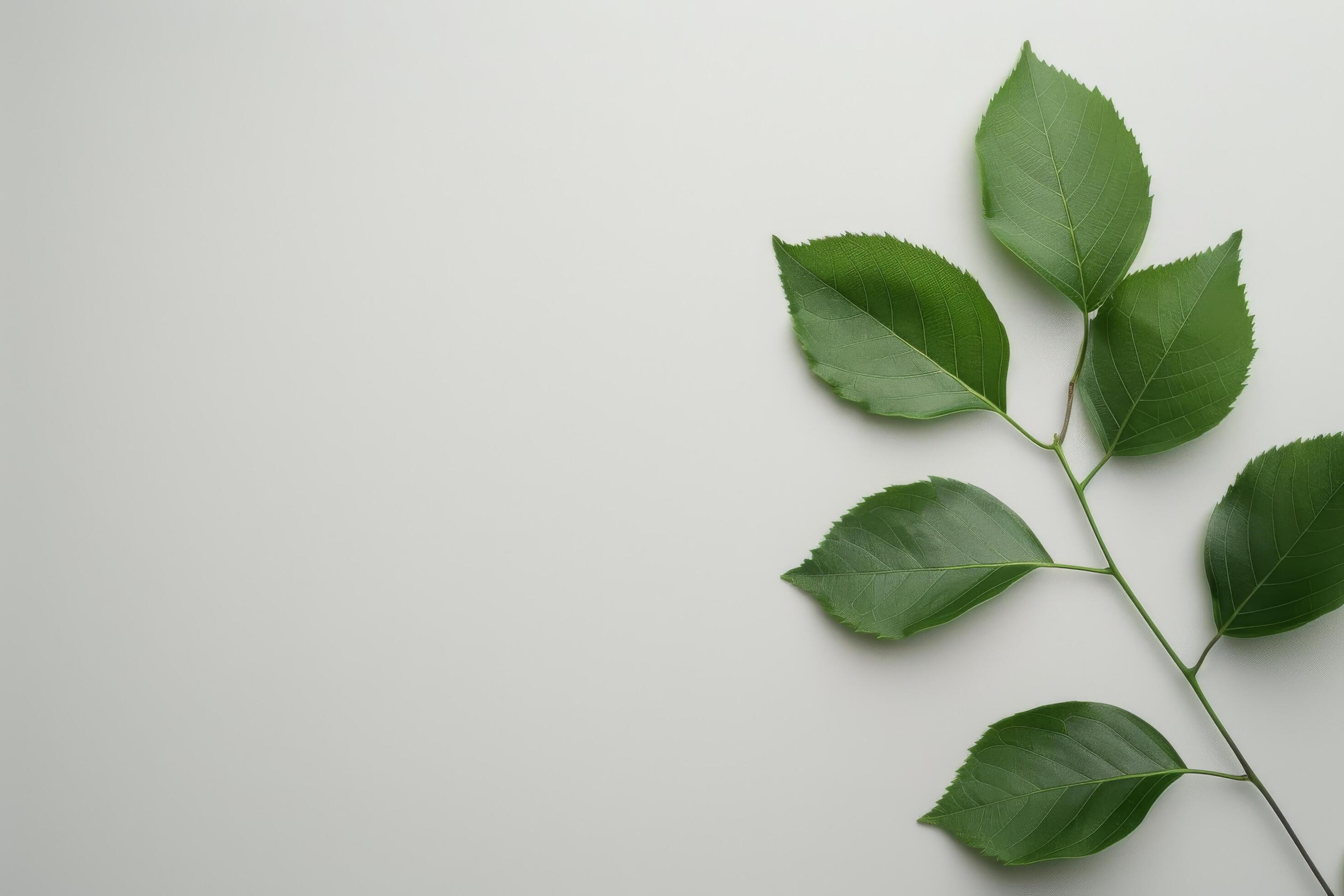 Green Leaves on White Background Stock Free