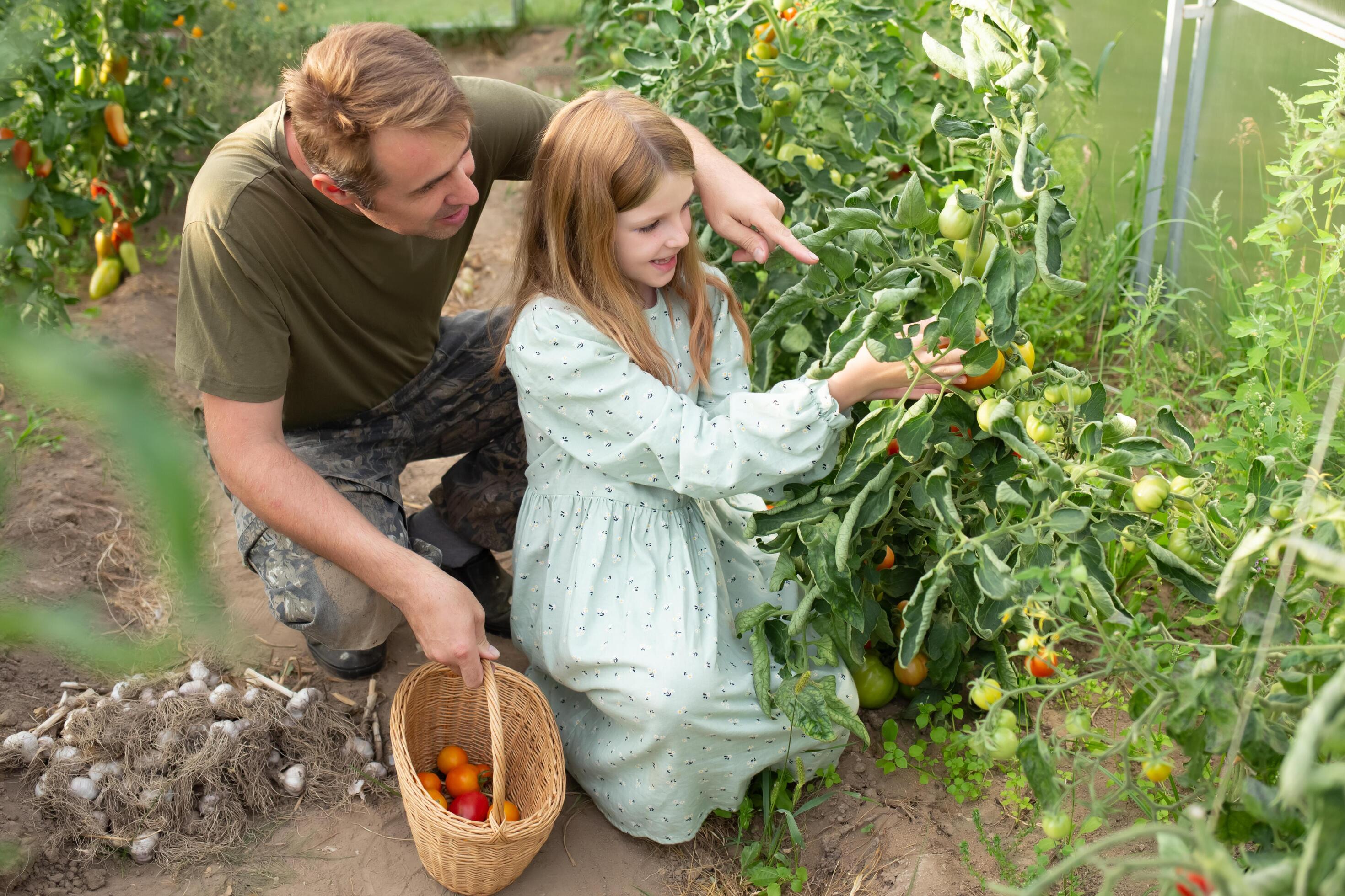 father and daughter view and harvest organic vegetables in a greenhouse. happy and cheerful family doing gardening on the farm. big harvest Stock Free