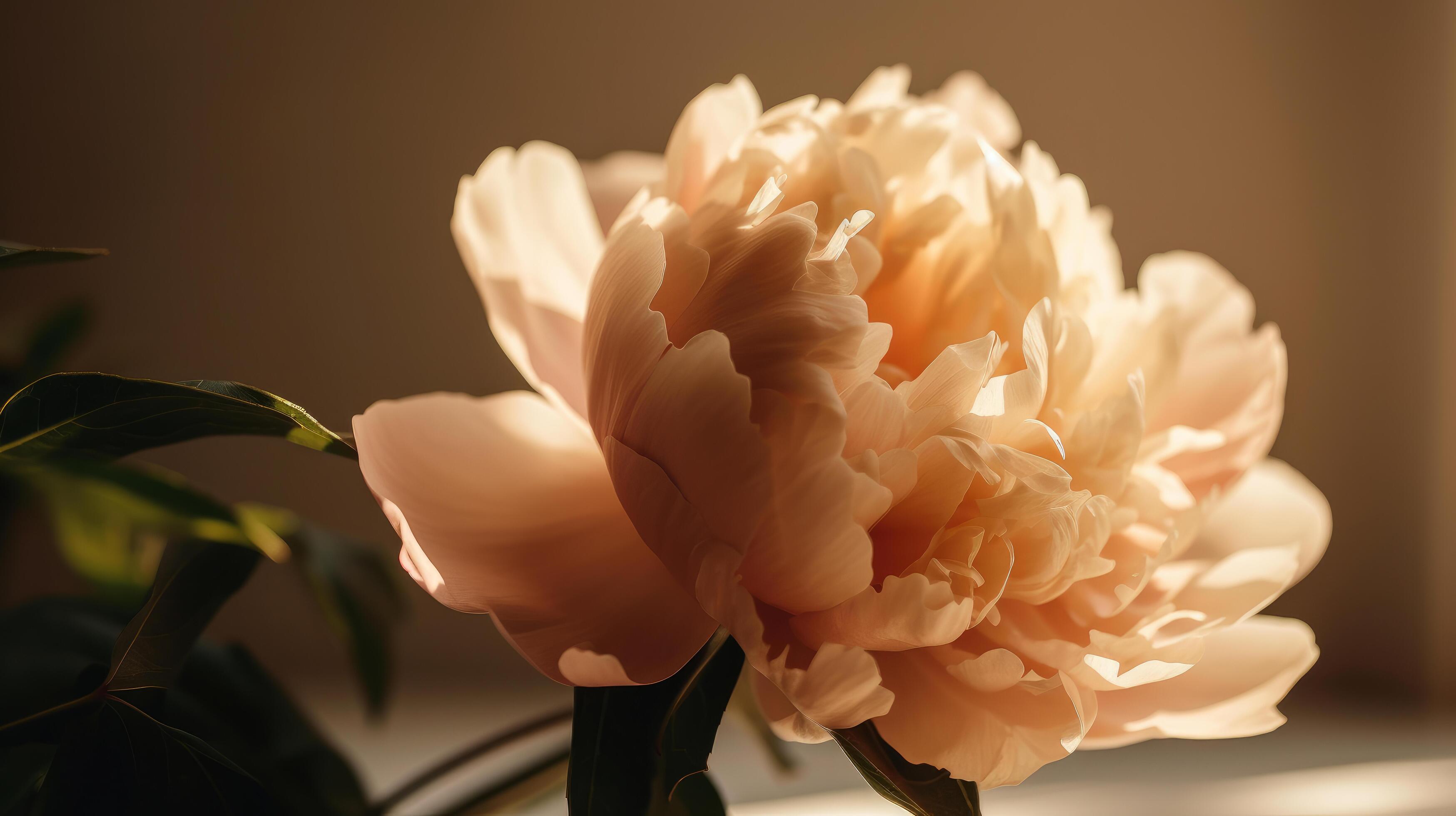 Beautiful peony flower. Illustration Stock Free