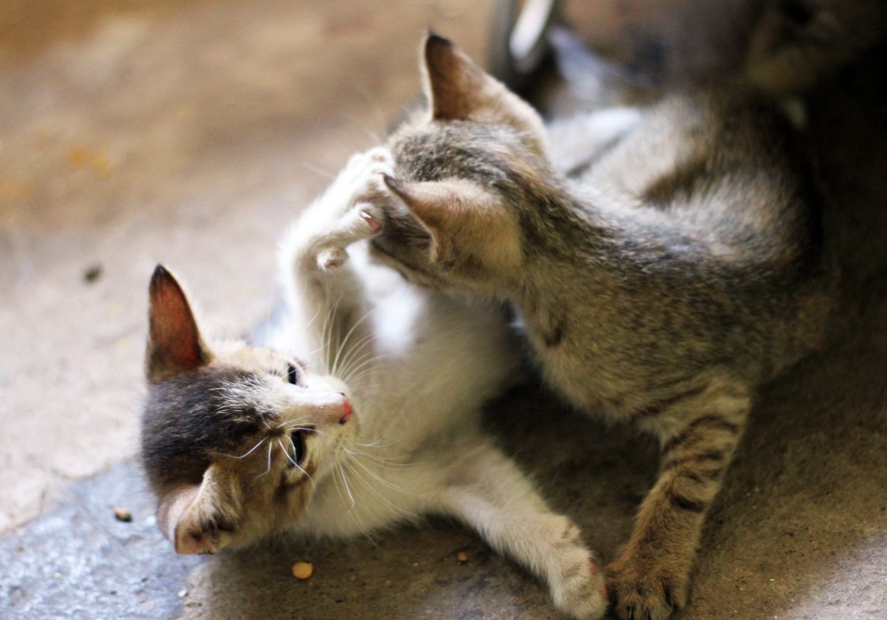 Two Kittens Cats Playing Stock Free