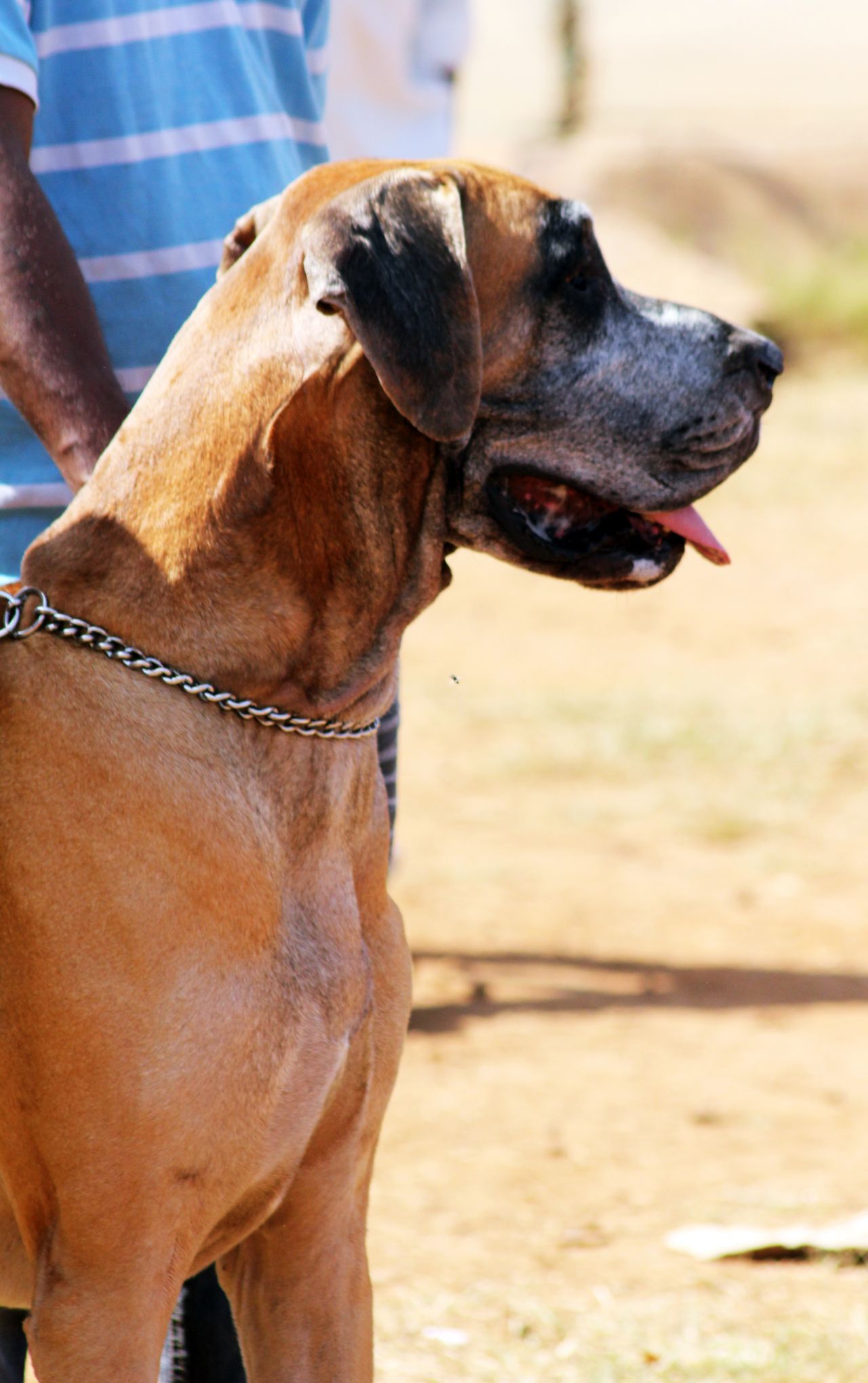 Great Dane Dog Stock Free