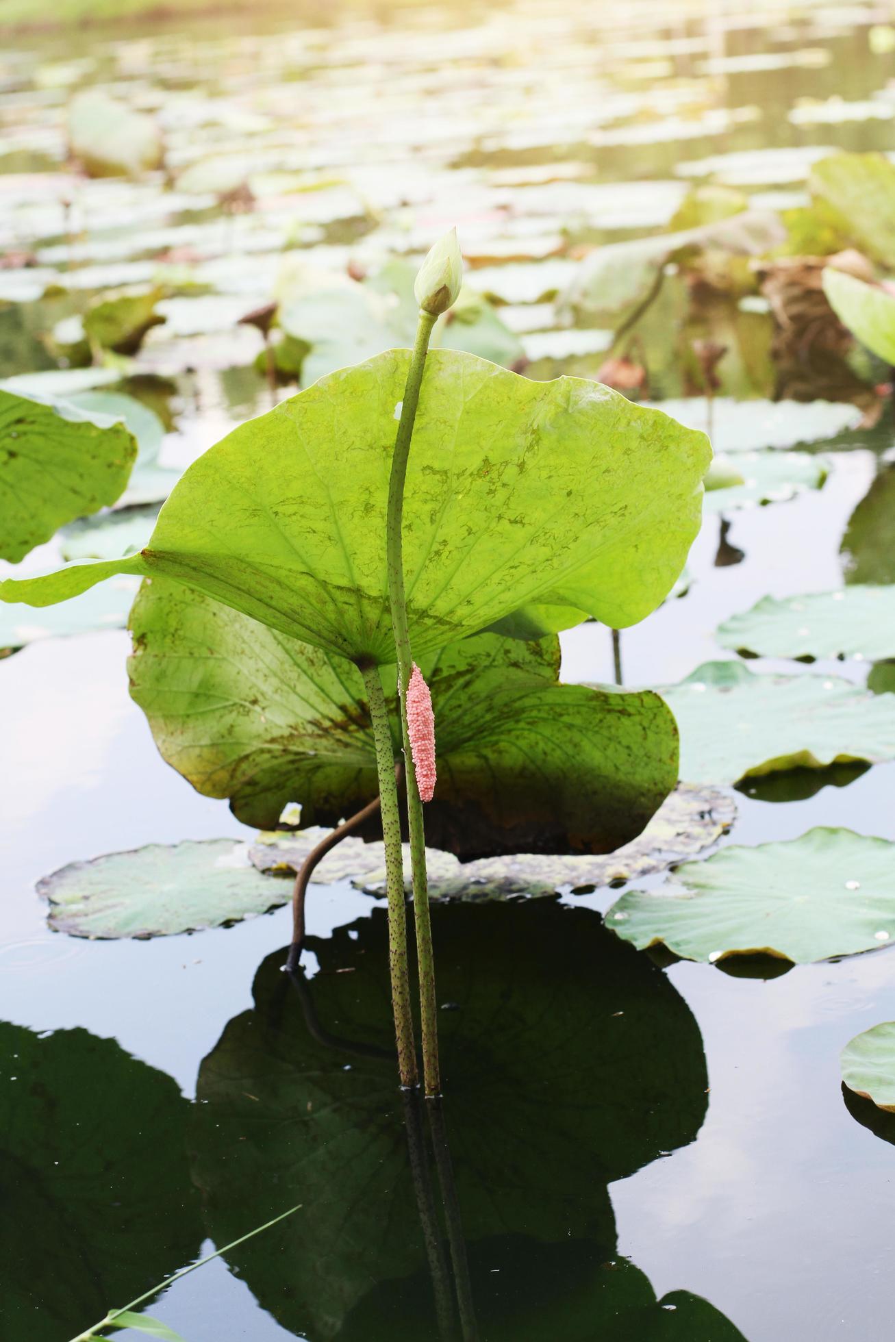 Pink Egg of Golden applesnail, Channeled applesnail on Lotus branch in the pond with natural light and sunray in the water lily flowers garden. Stock Free