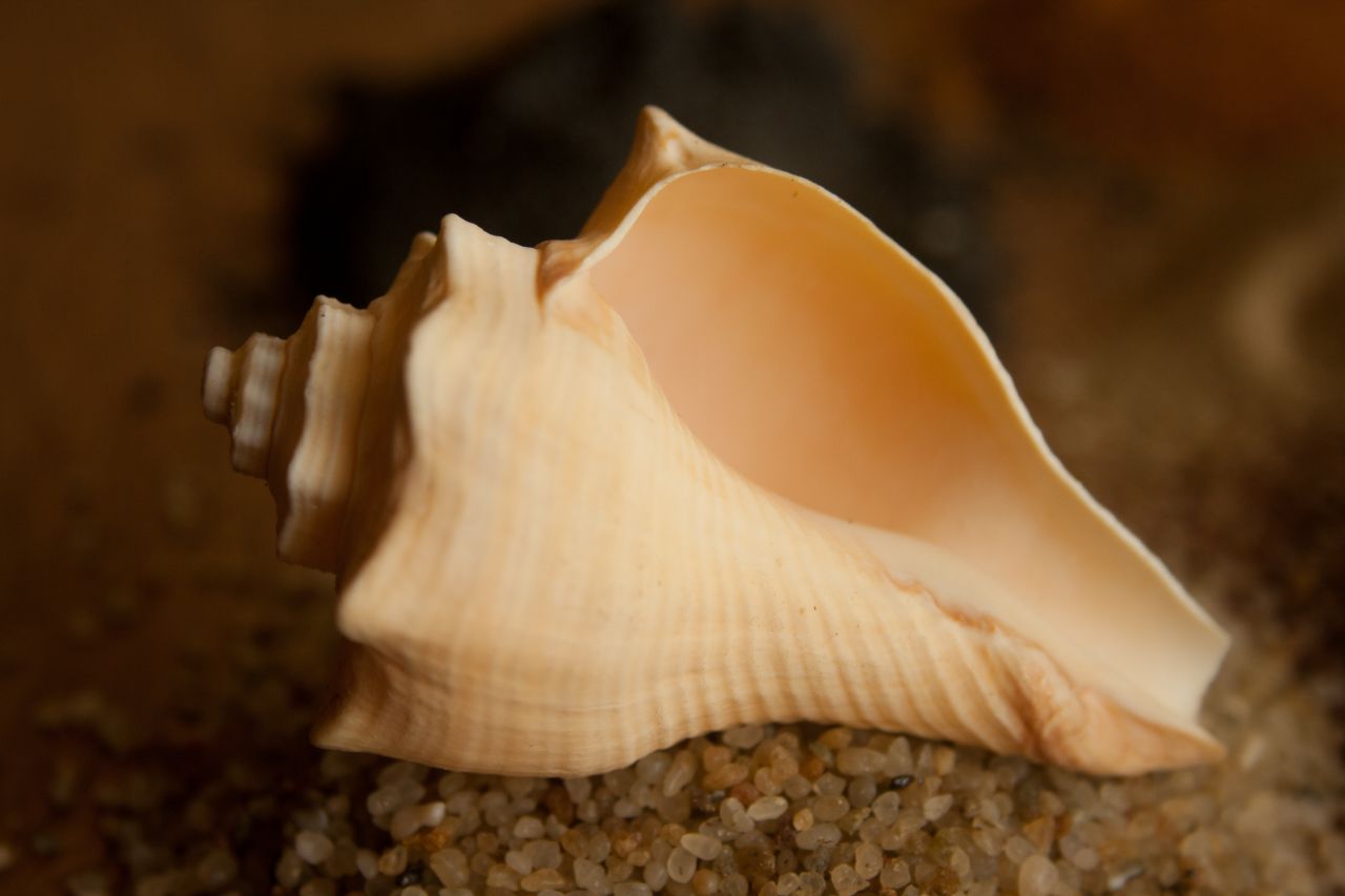 Conch Shell Stock Free