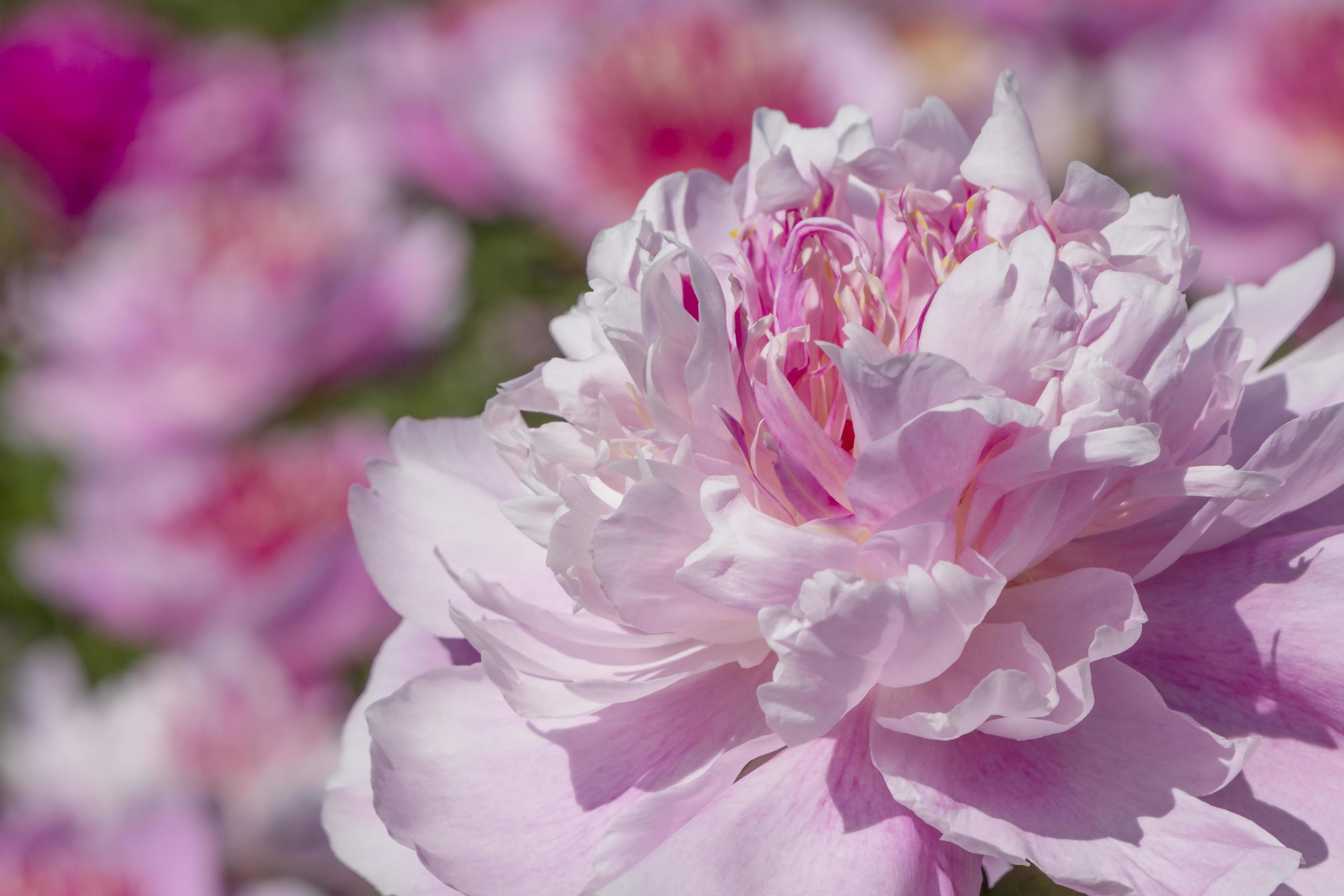 pink peony flower in a garden Stock Free