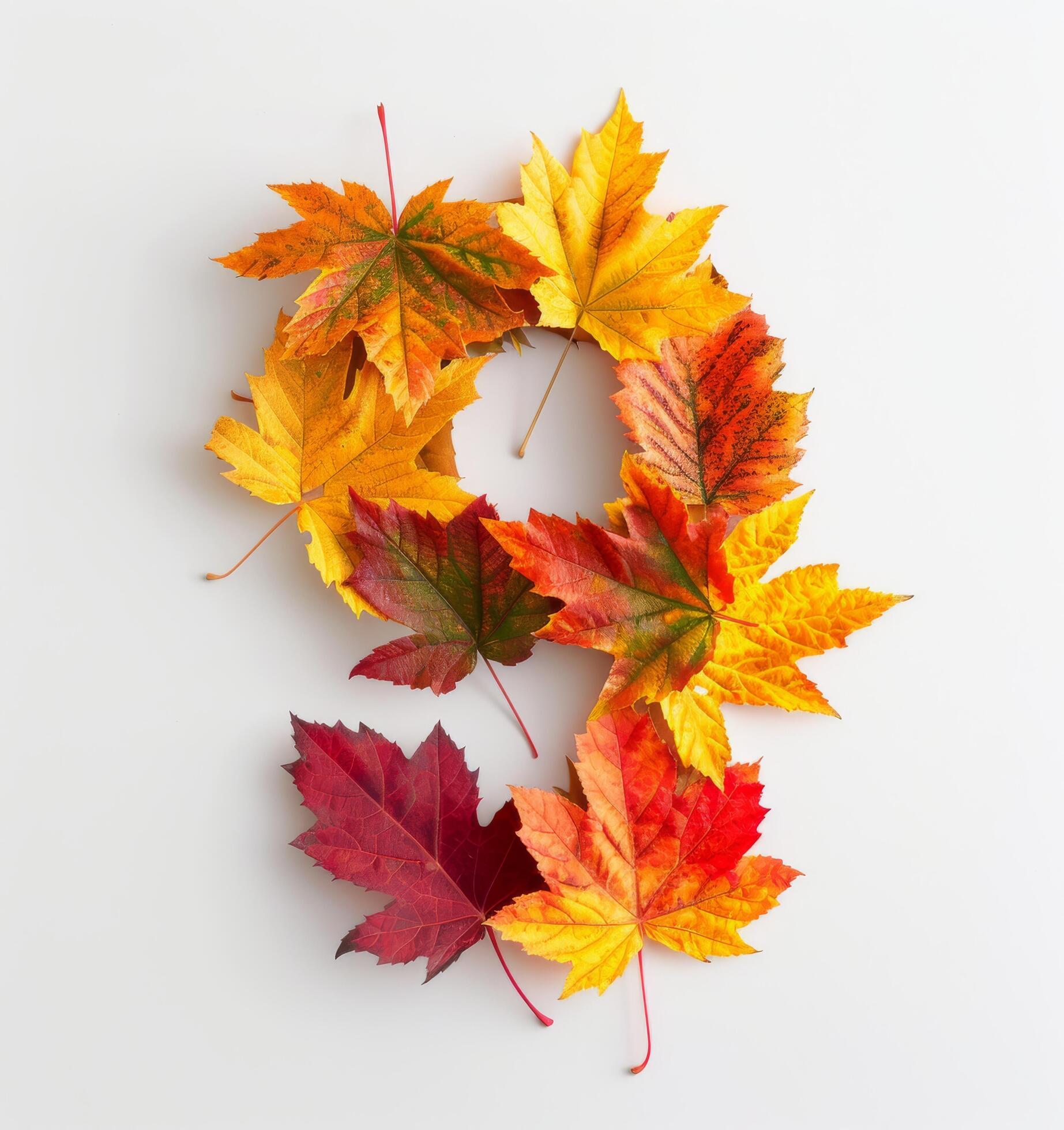 Autumn Leaves Arranged in a Number Nine on White Background Stock Free