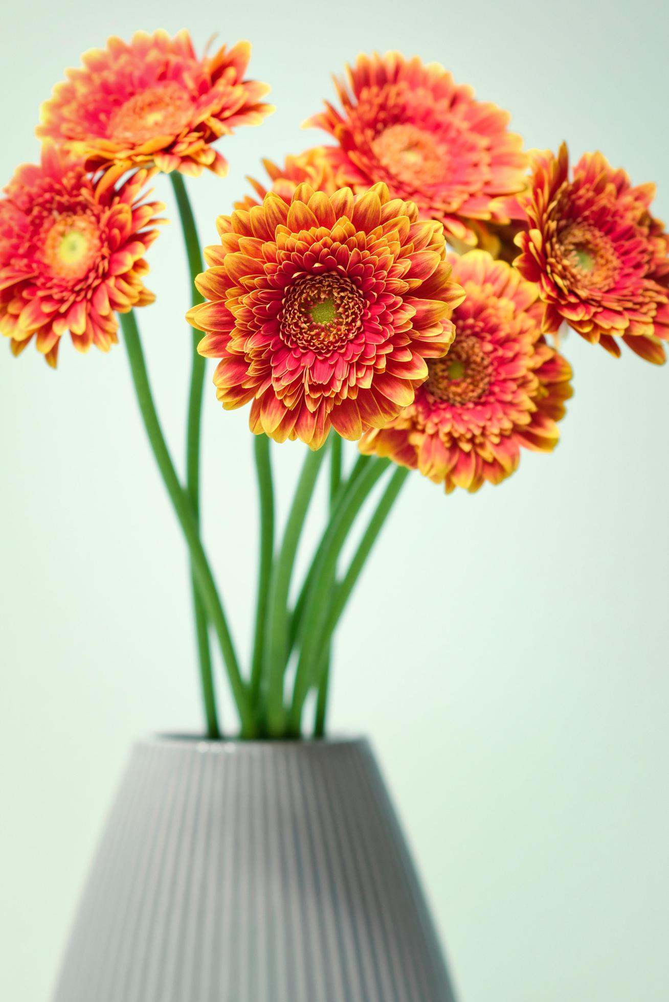 Closeup shot of beautiful orange flowers in the vase Stock Free