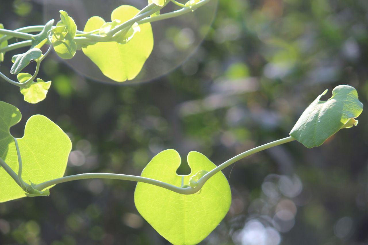 Beautiful Leaf Plant Stock Free