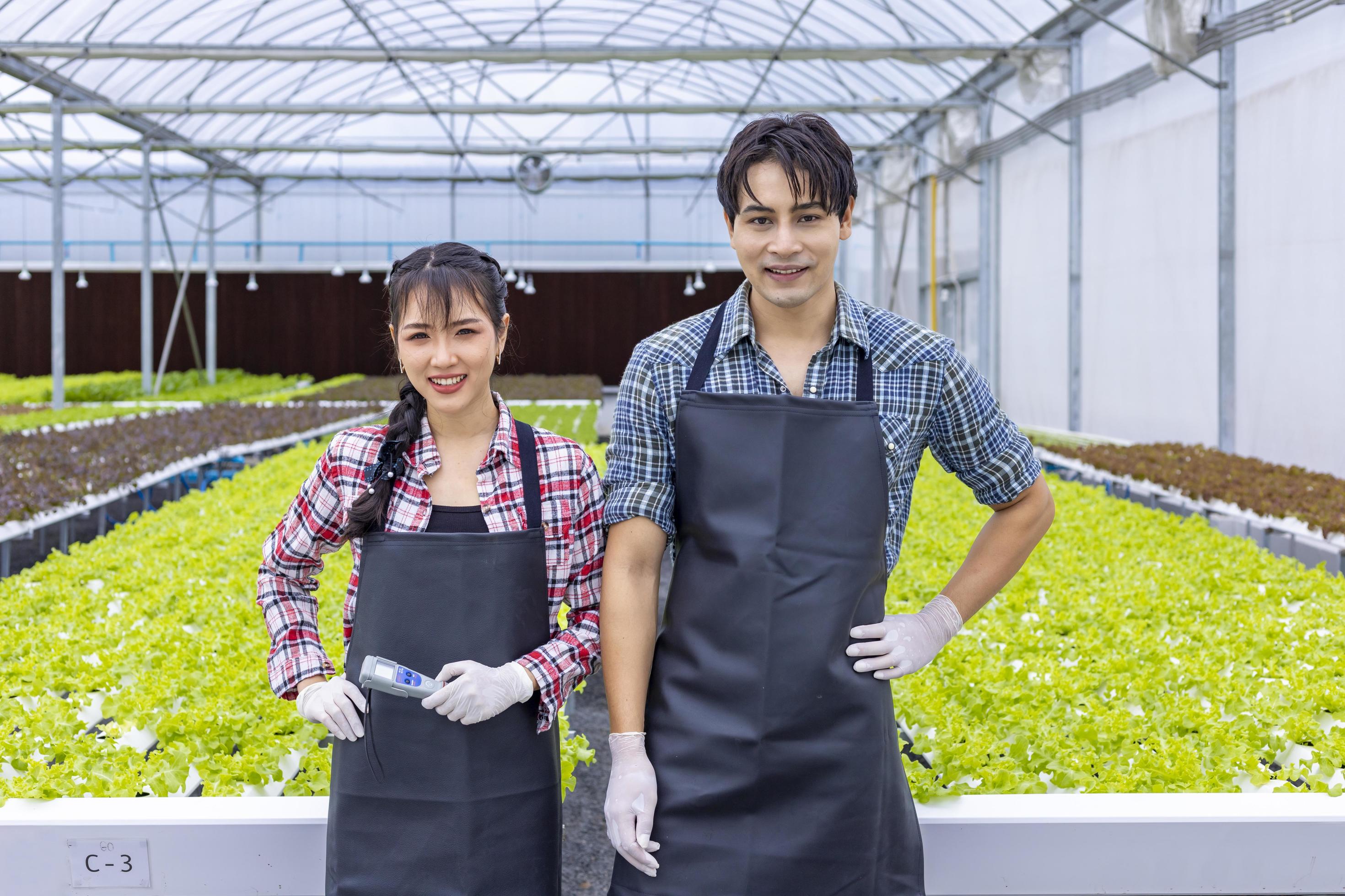 Asian local farmers growing their green oak salad lettuce in the greenhouse using hydroponics water system organic approach for family business Stock Free