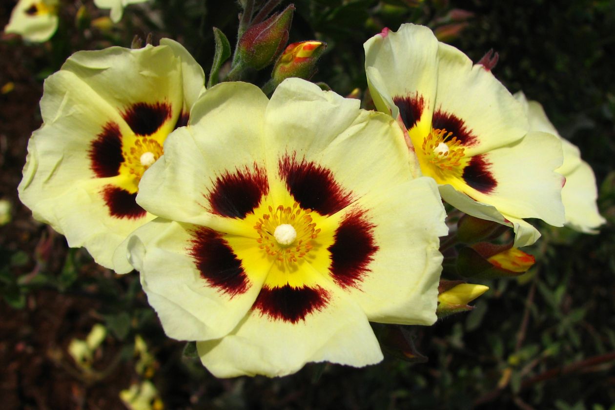 Red-yellow-cream flowers Stock Free