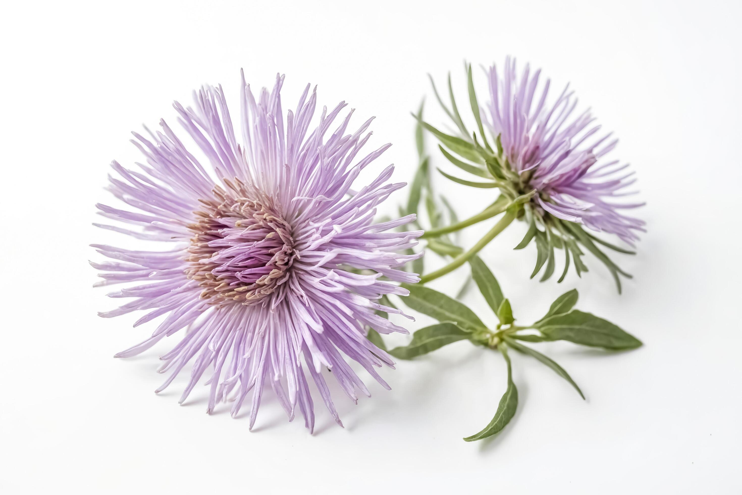 Close-up of a Delicate Purple Aster Flower on a White Background Stock Free