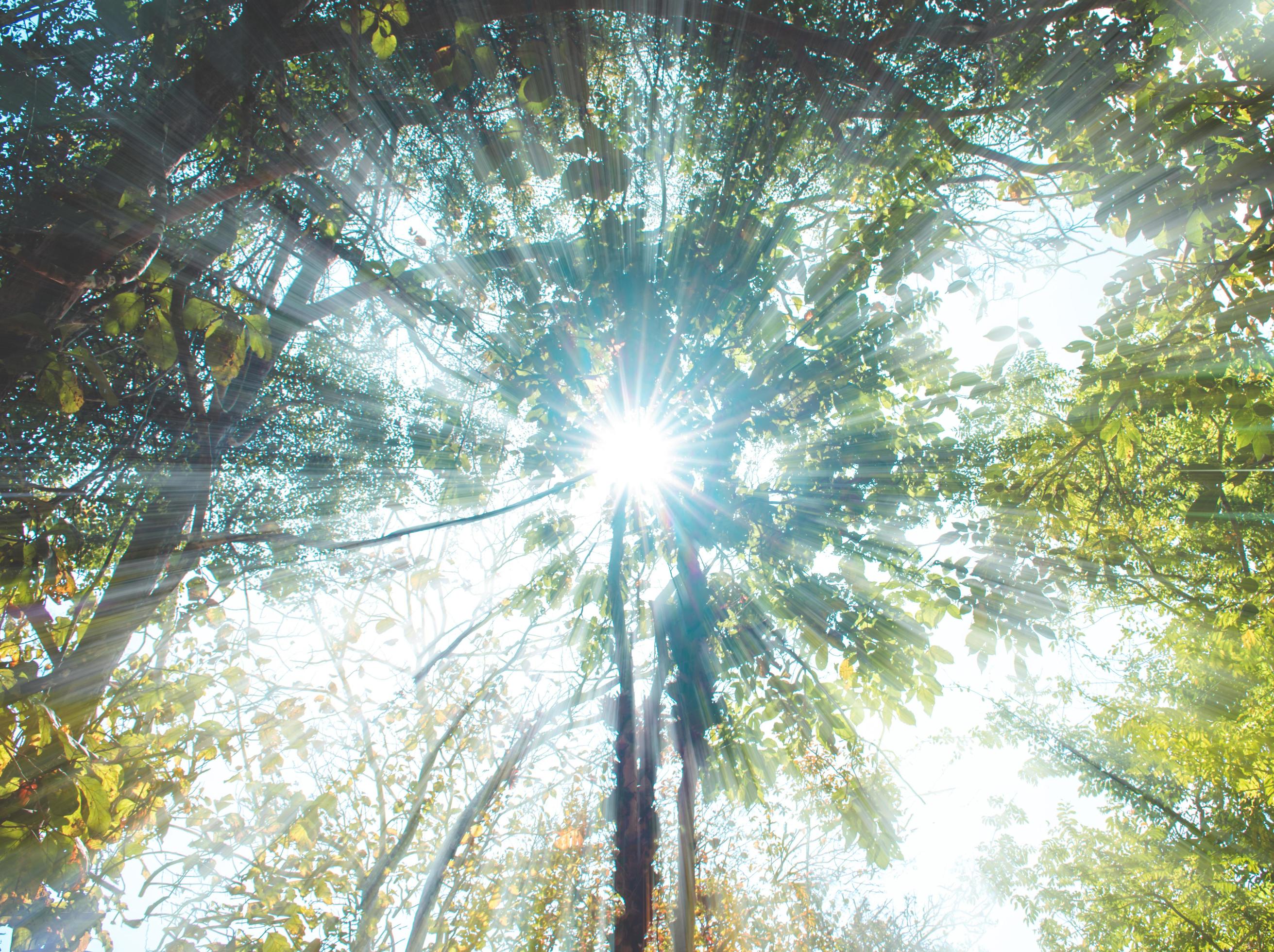 Sunlight through the branches of trees in the forest, Vintage tone, natural green background. Stock Free