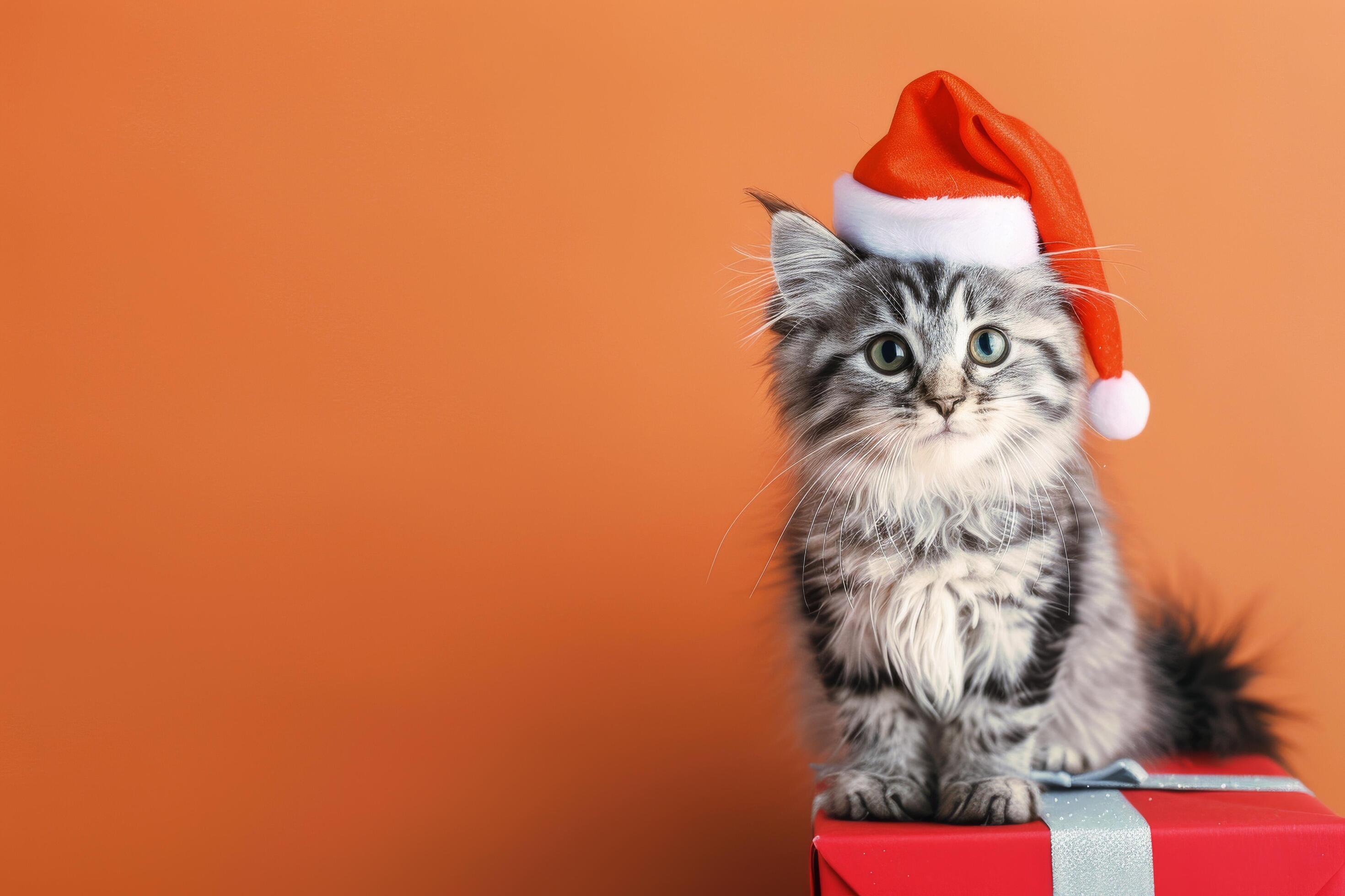 Adorable Kitten Wearing Santa Hat Sitting on Red Gift Box Against Orange Background Stock Free