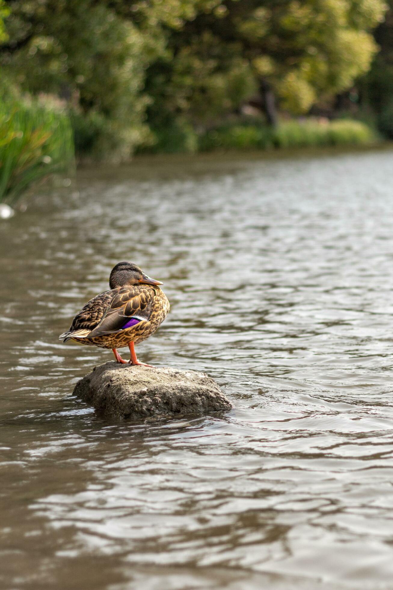 The duck sits on a stone in the water. Bird in the natural environment. Stock Free