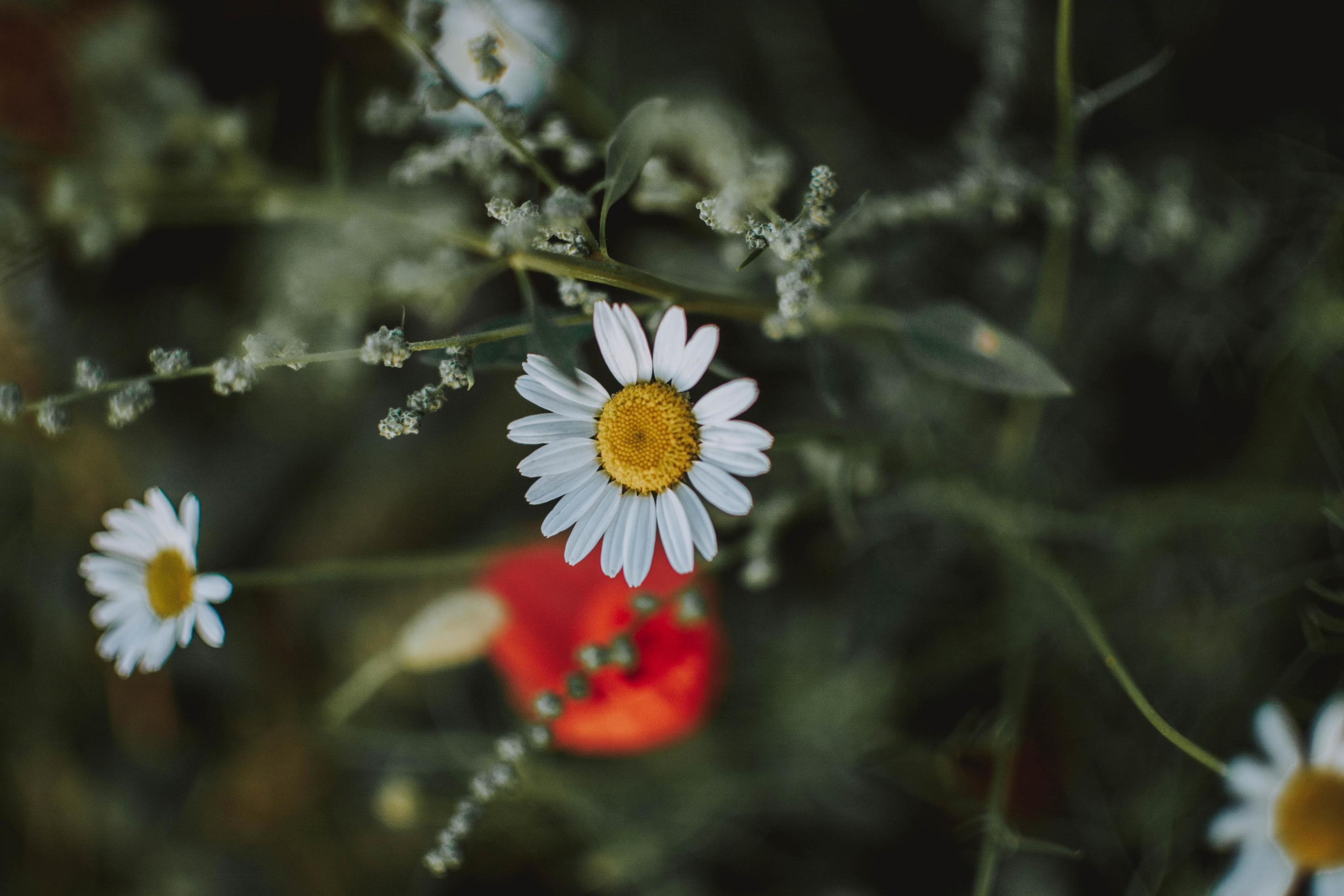 White and red flowers Stock Free