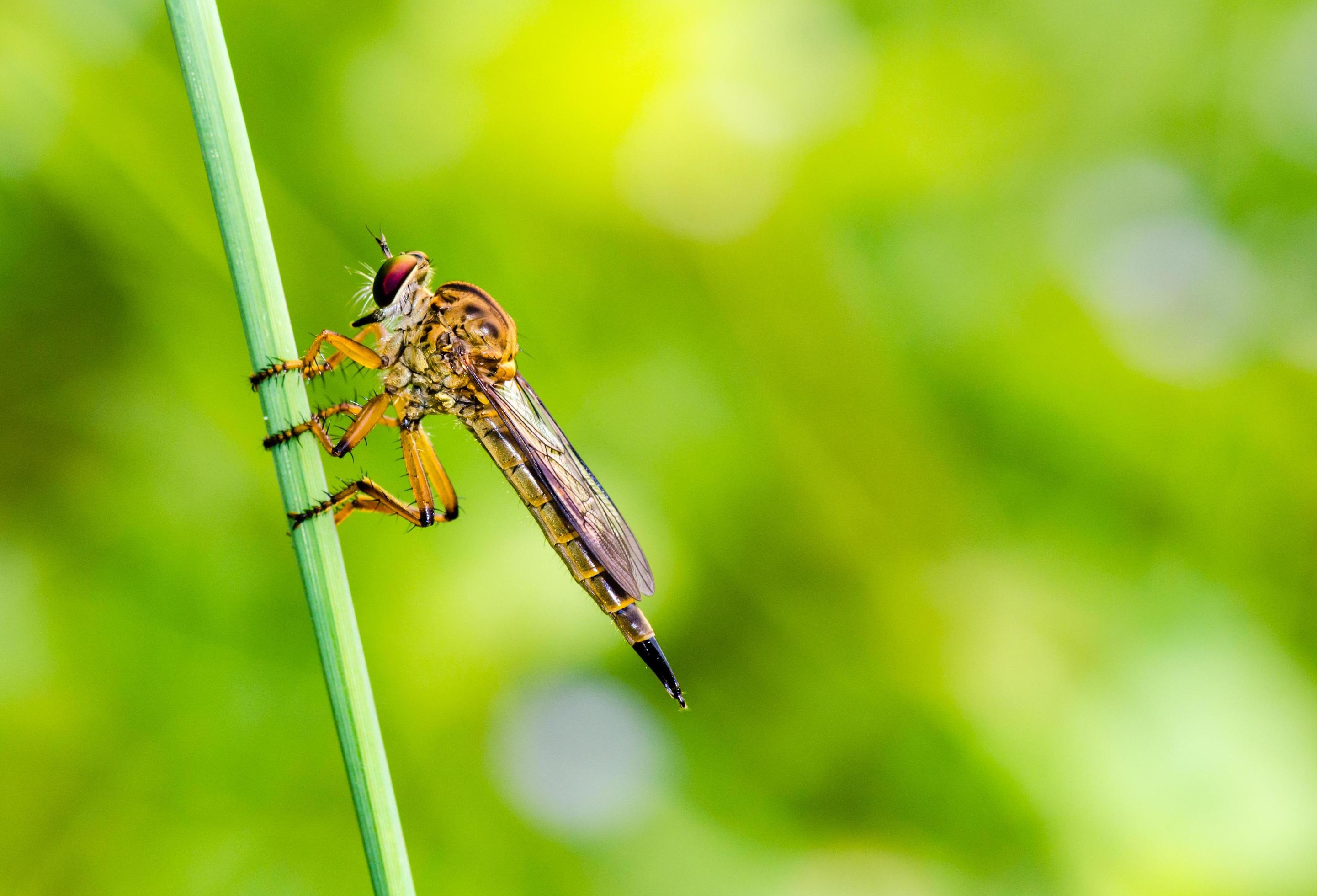 Robber Fly – Family Asilidae Stock Free