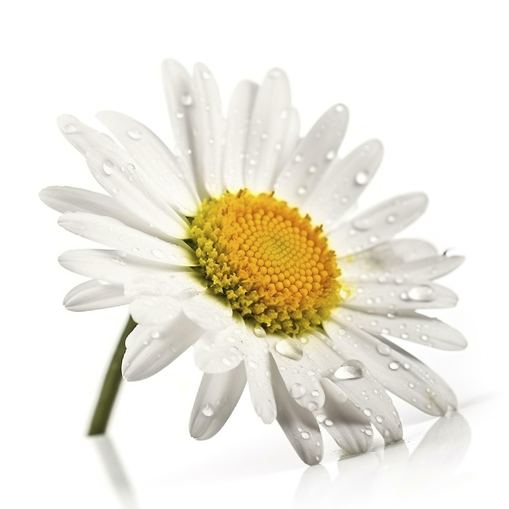 Daisy flower with isolated on white background, generate ai Stock Free