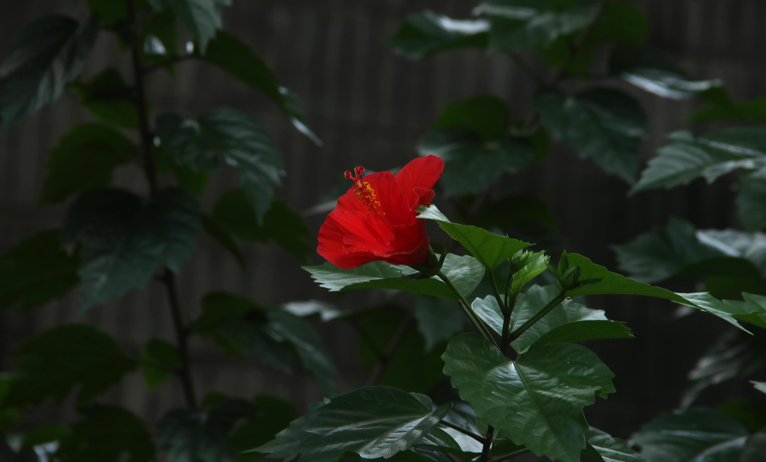 Fresh red flower with green botanical leaves background photo isolated on landscape template. Parks or outdoor calming themed image. Stock Free