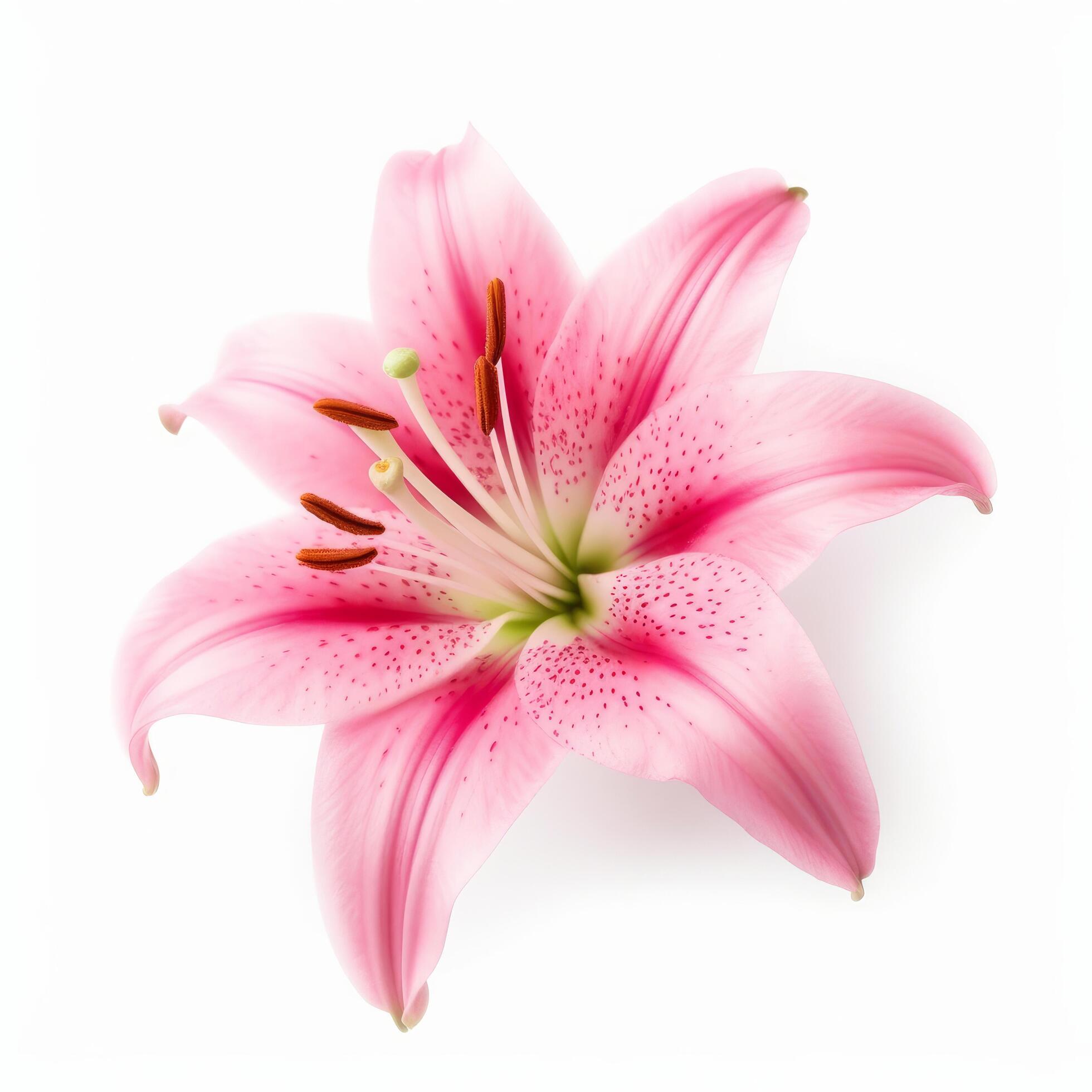 Pink Lilly flower isolated. Illustration Stock Free